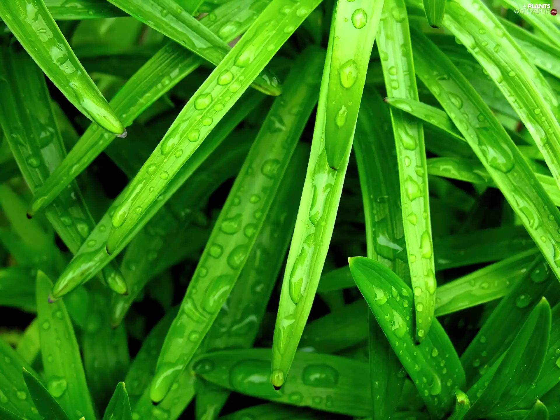 rain, Leaf, drops