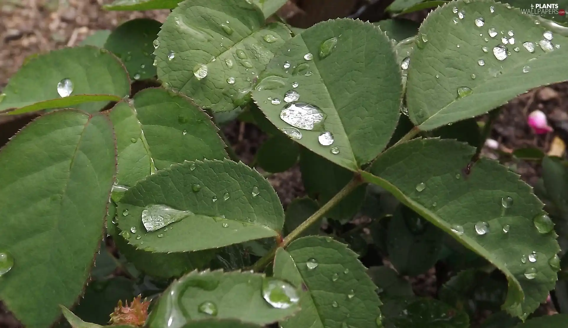 rain, Leaf, drops