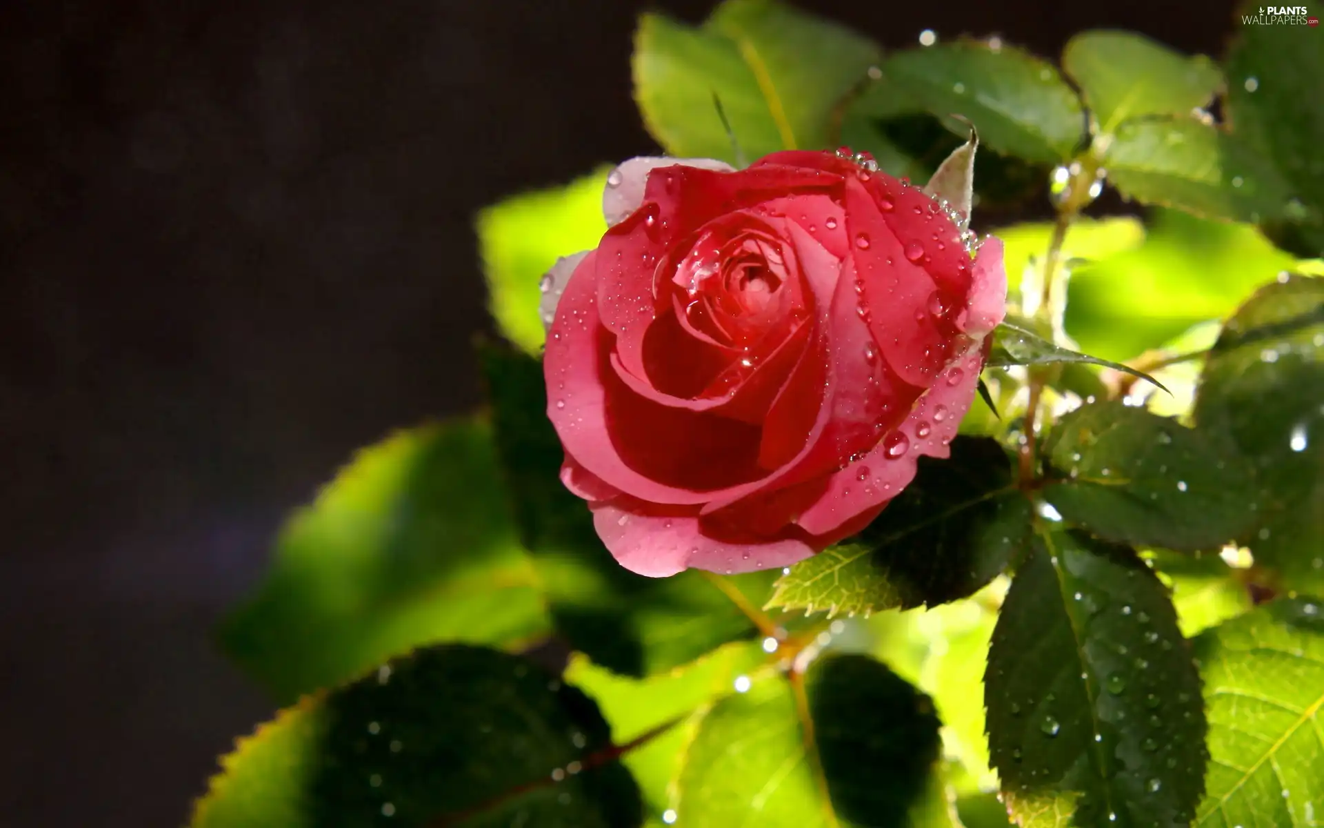 red hot, drops, rain, rose