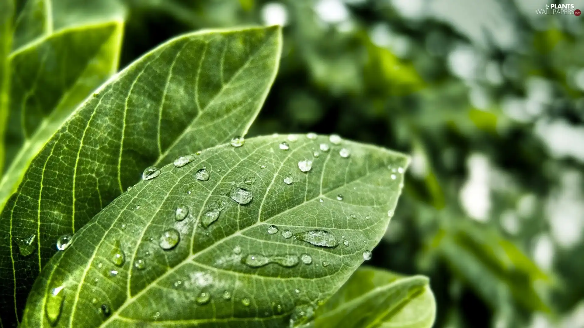 green ones, drops, rain, Leaf