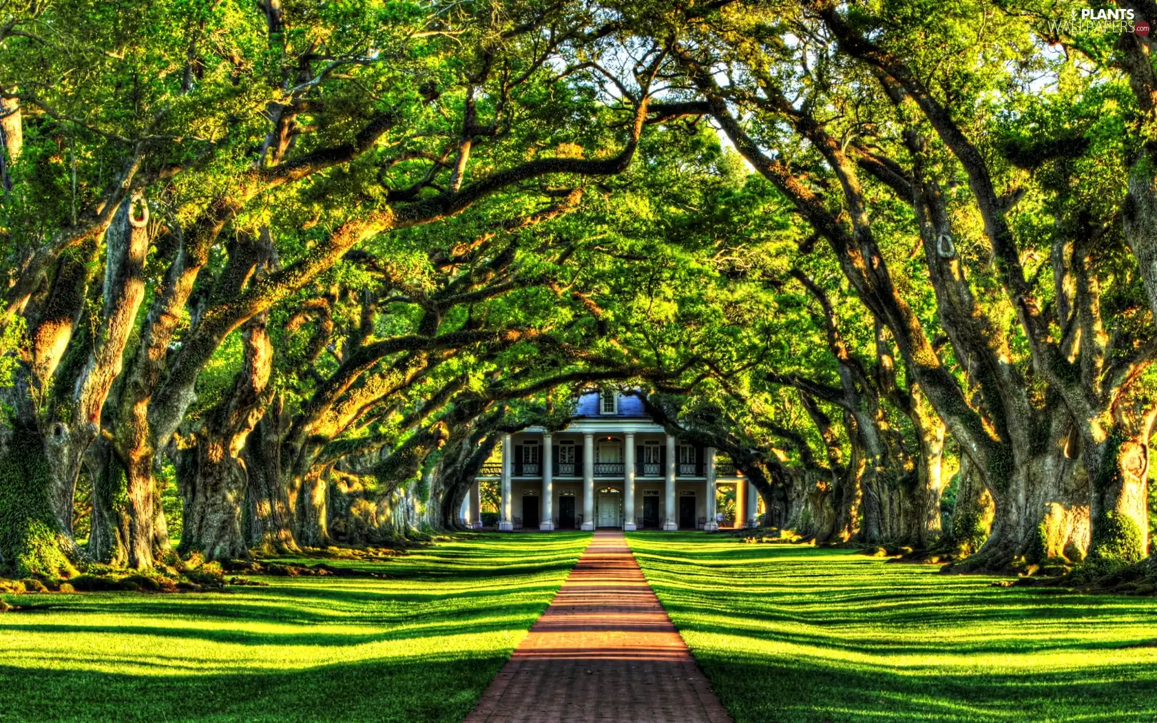 viewes, House, rays, sun, lane, trees