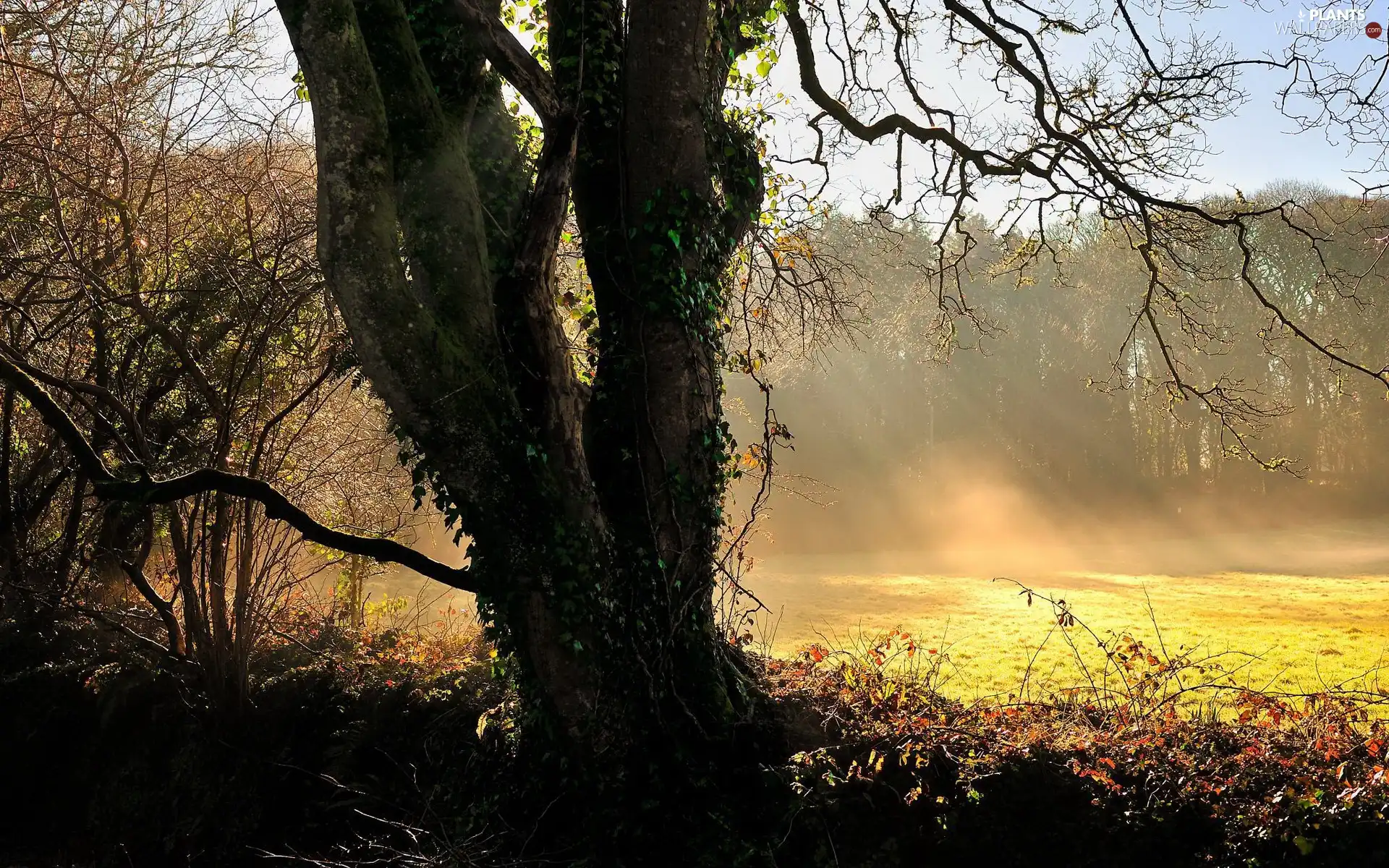 forest, rays, sun, car in the meadow