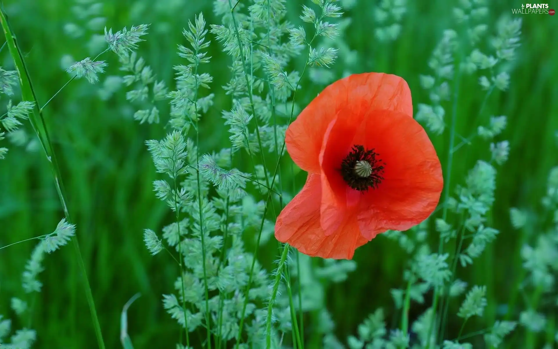 grass, Meadow, red weed