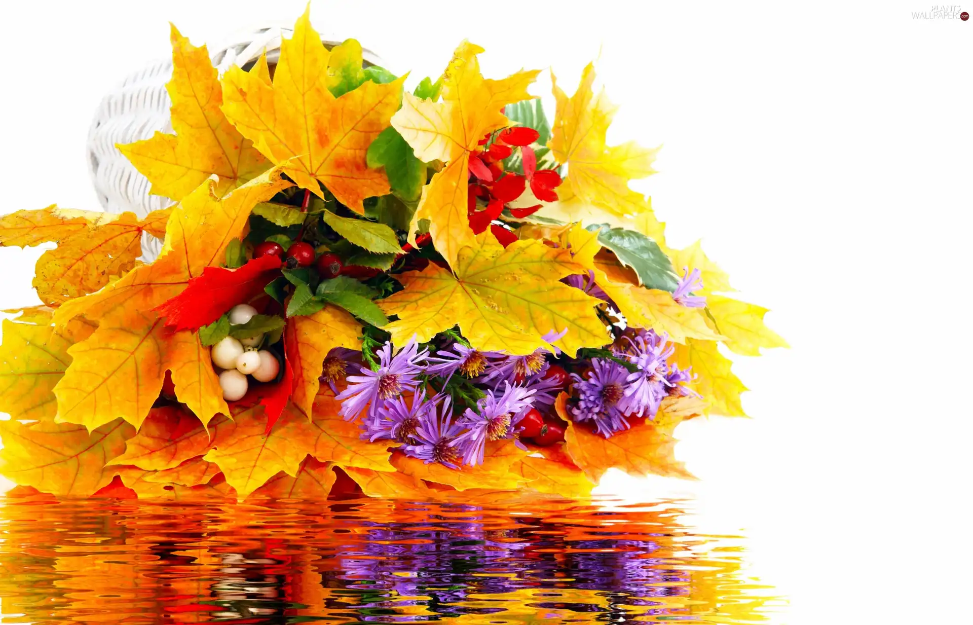 Autumn, water, reflection, Leaf