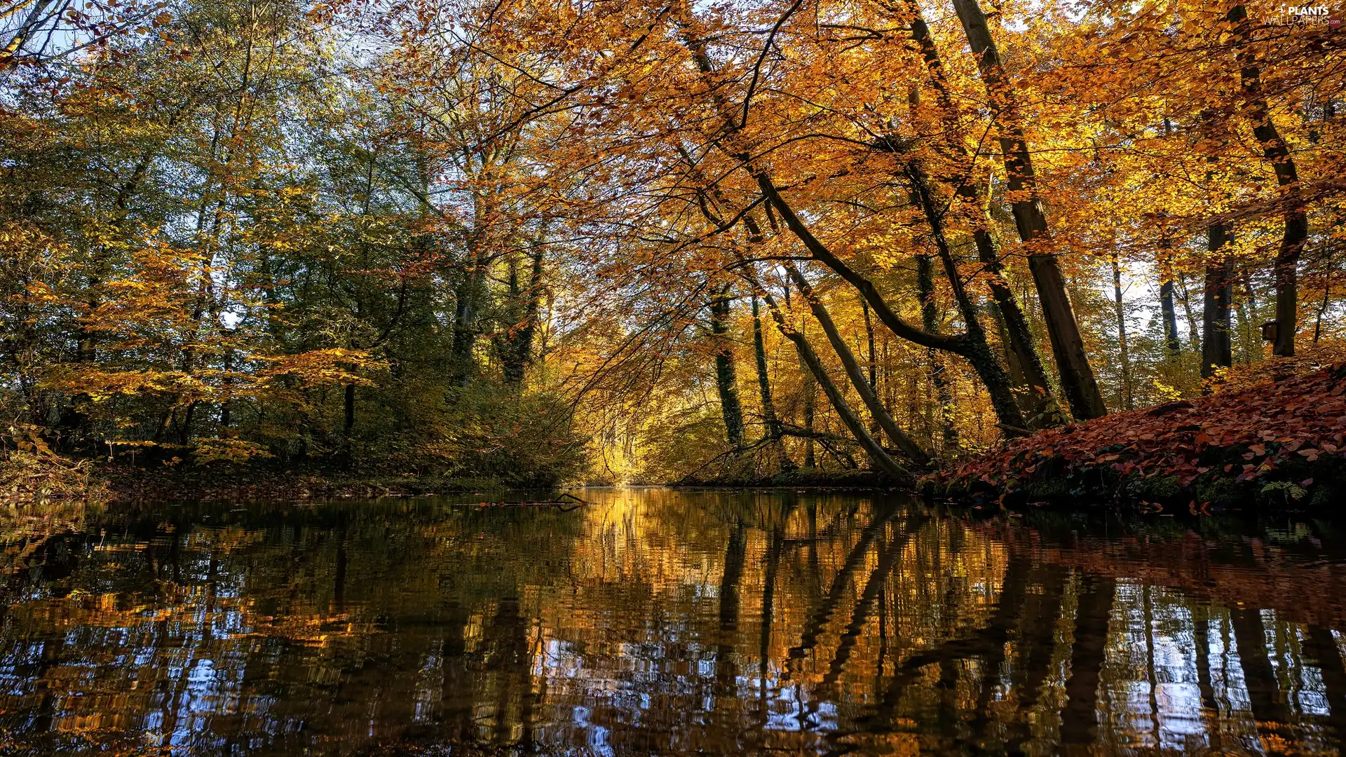 forest, autumn, trees, viewes, coast, Leaf, reflection, branch pics, Pond - car