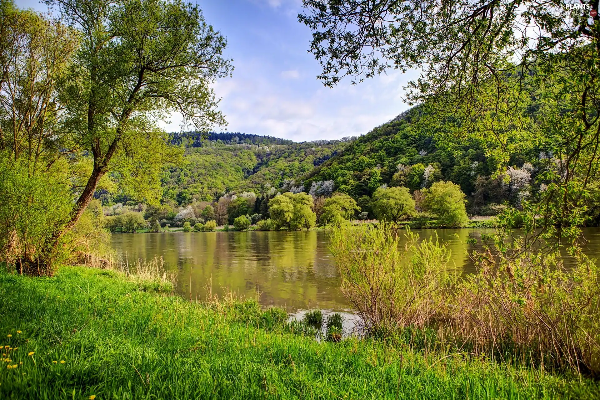 summer, woods, River, The Hills