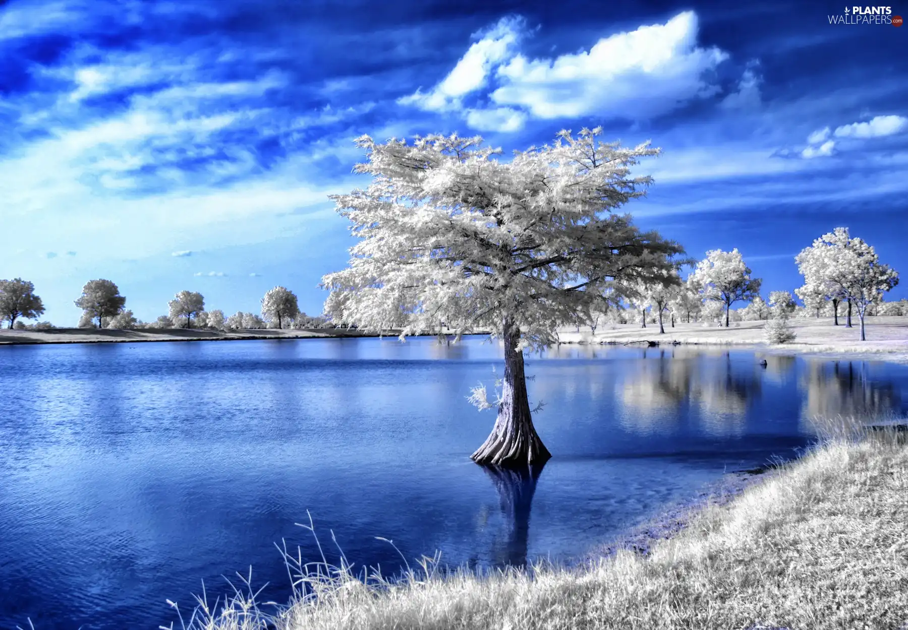 River, winter, trees, viewes, Sky