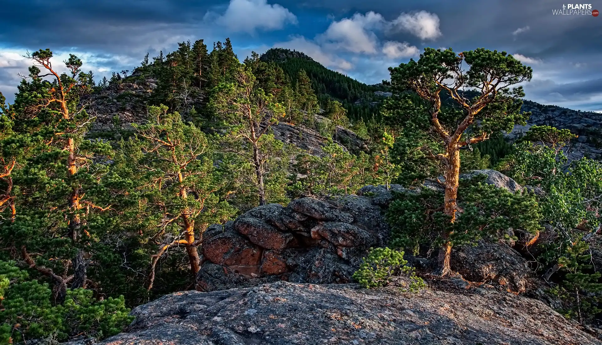 Stones, Rocks, trees, viewes, Mountains