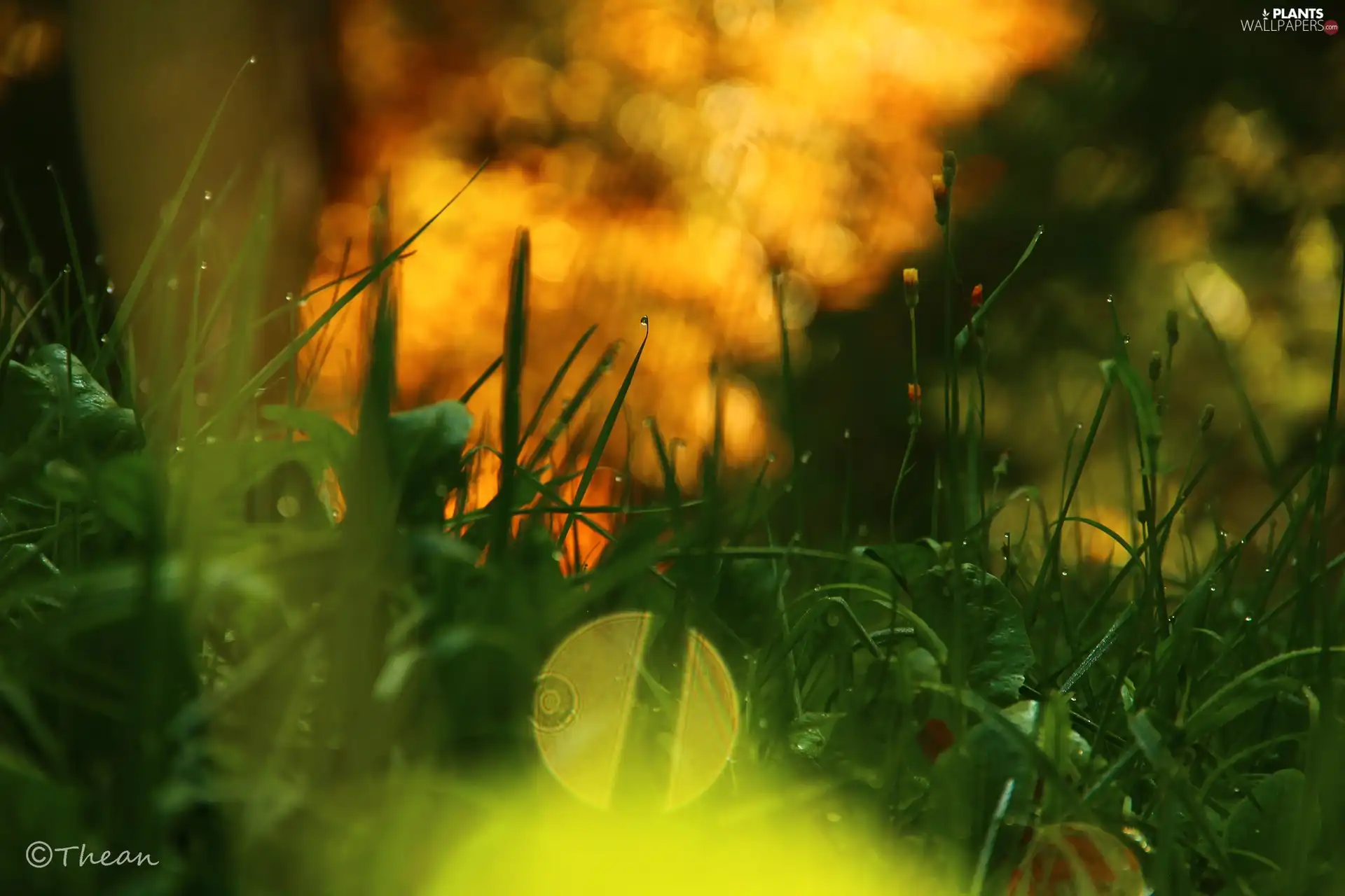 Rosy, grass, drops