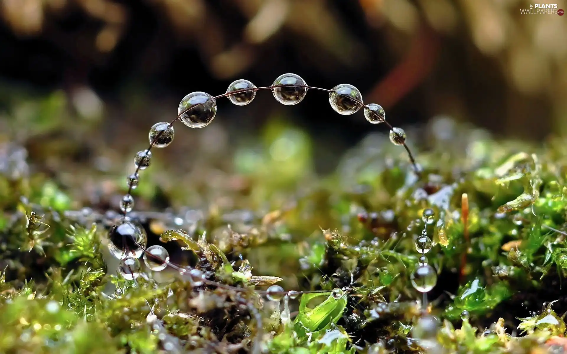 grass, drops, Rosy, Moss