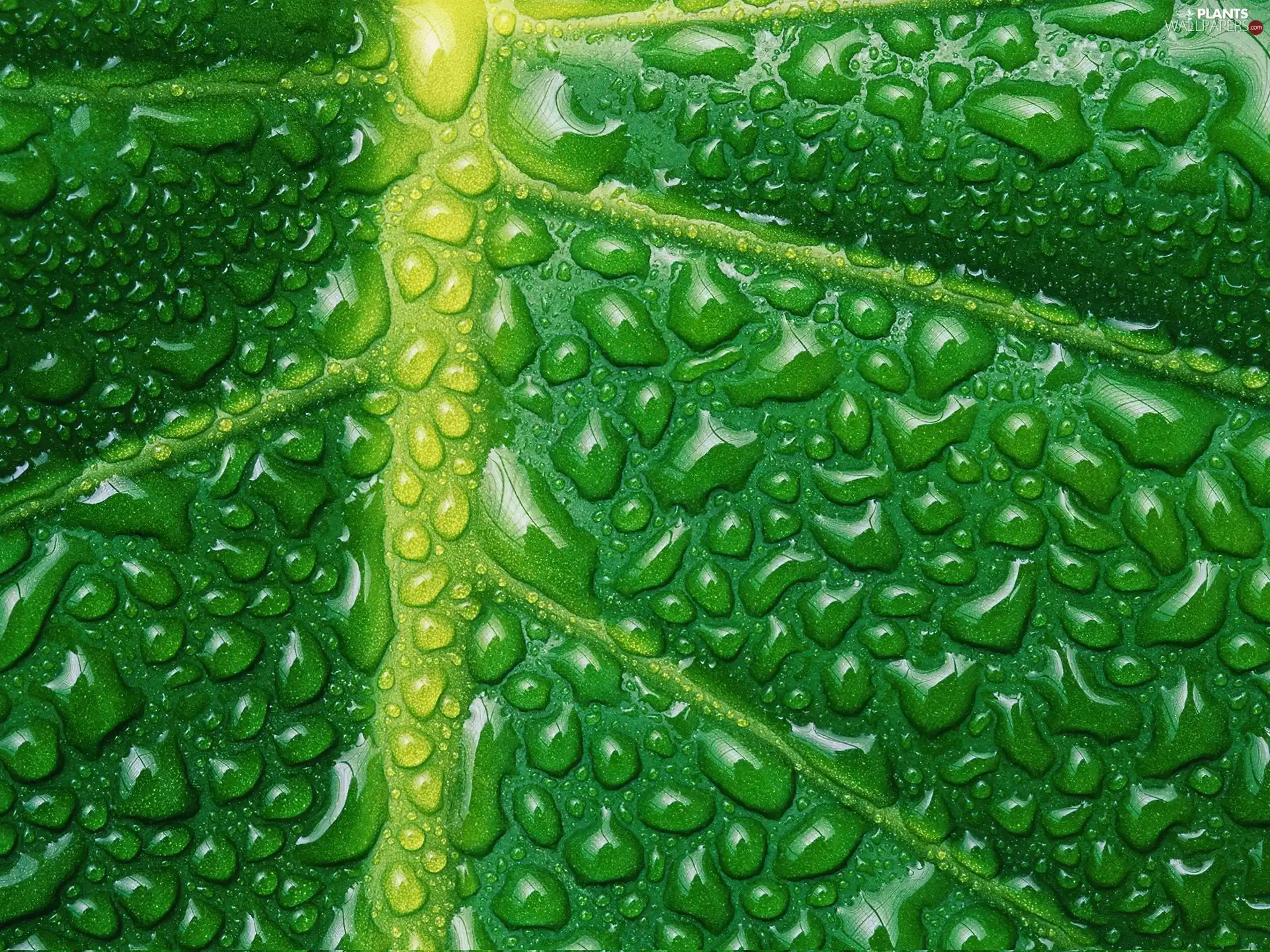 leaf, drops, Rosy, Close