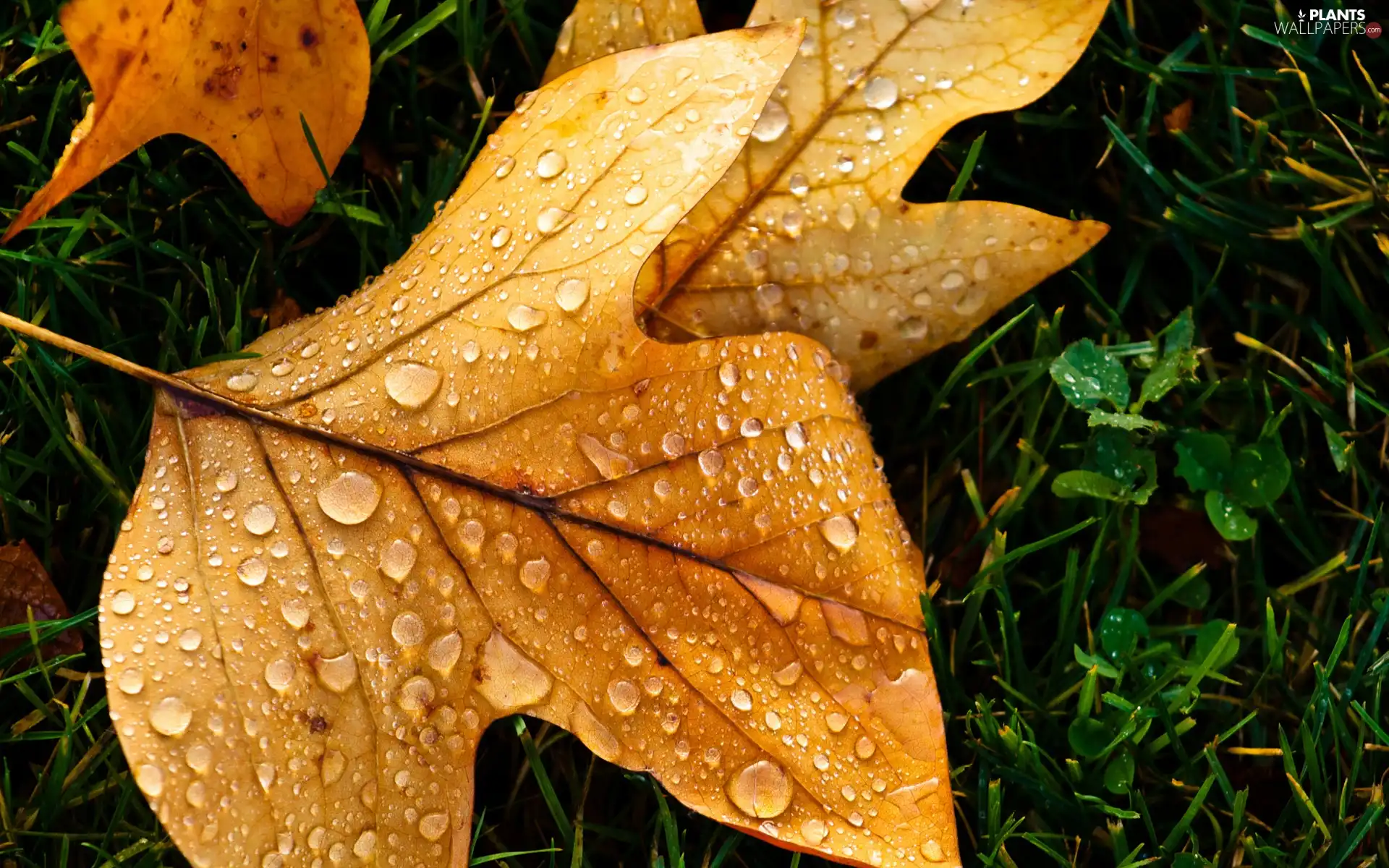 Leaf, drops, Rosy, Meadow