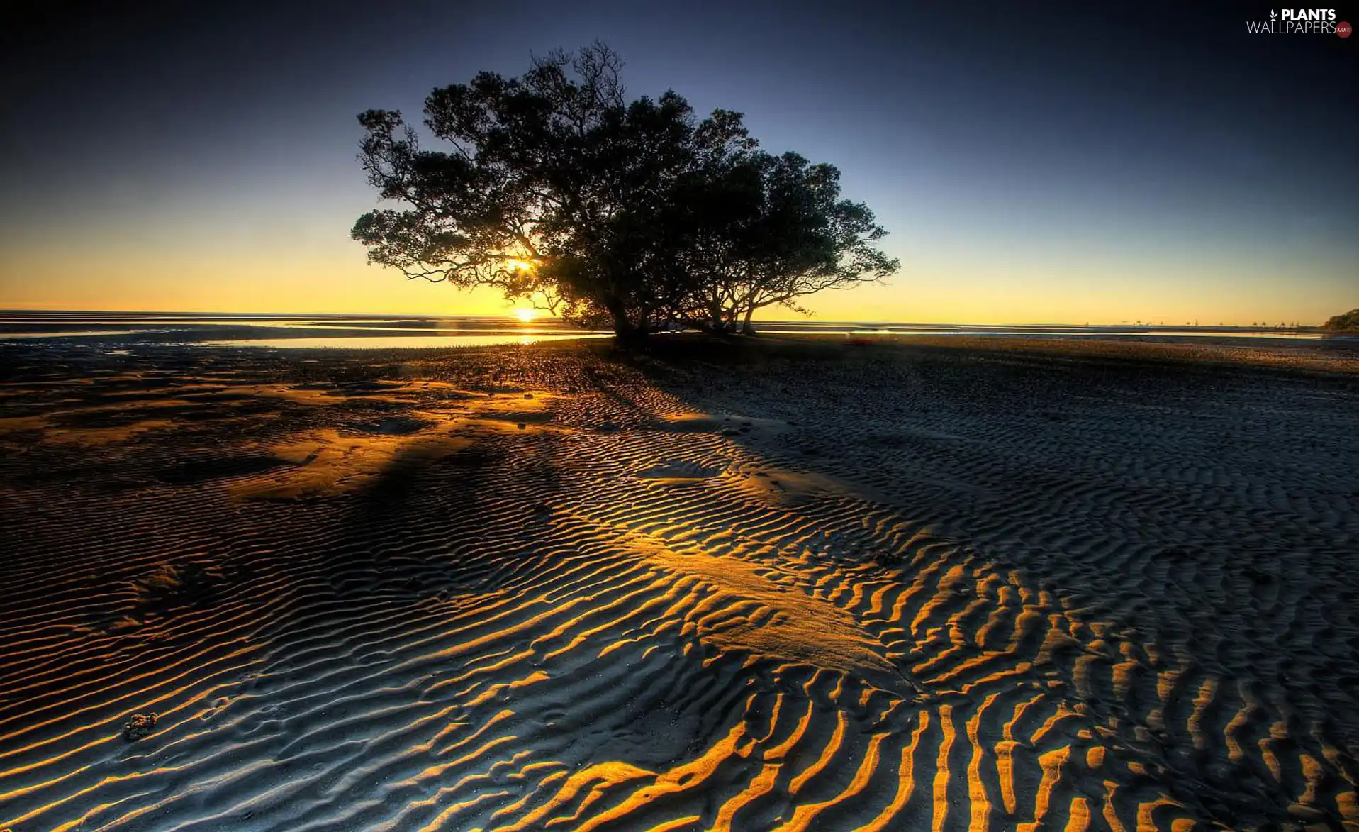 west, trees, Sand, sun