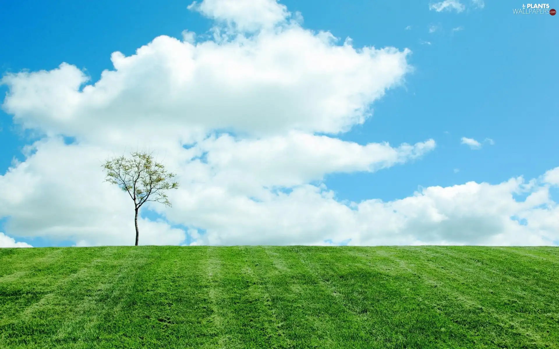 sapling, Meadow, clouds