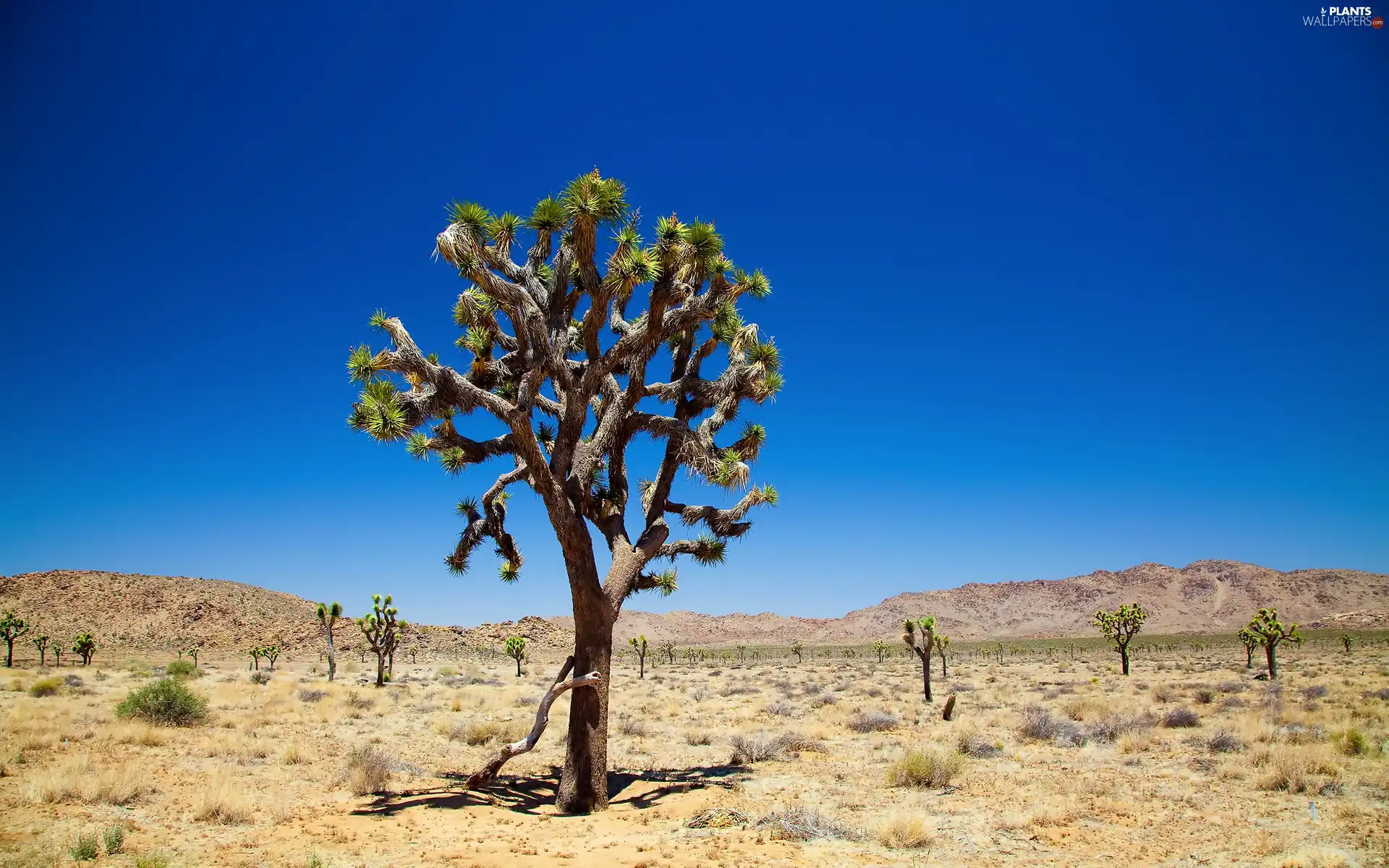 Sky, trees, Desert