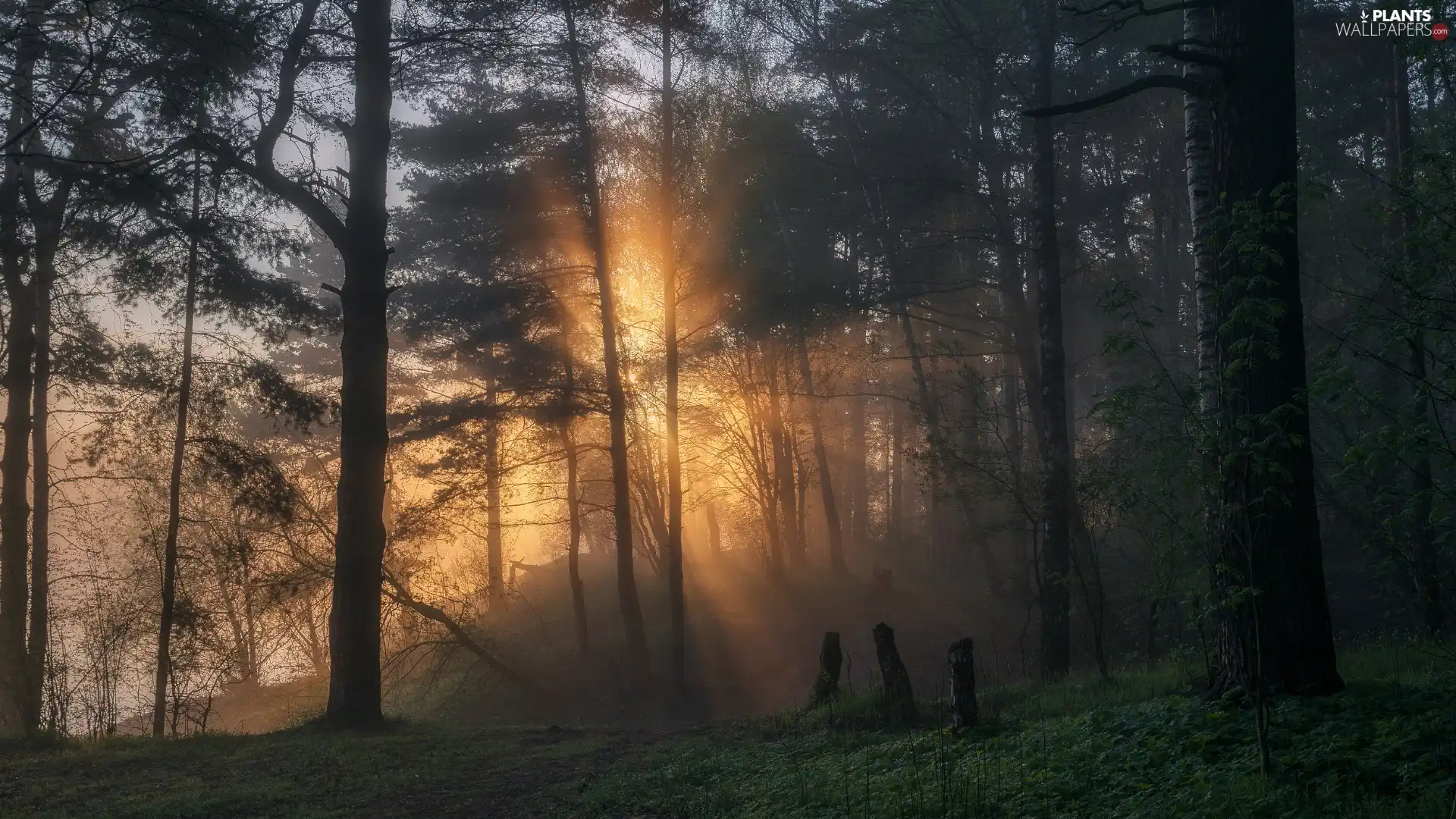 viewes, Fog, forest, trees, light breaking through sky