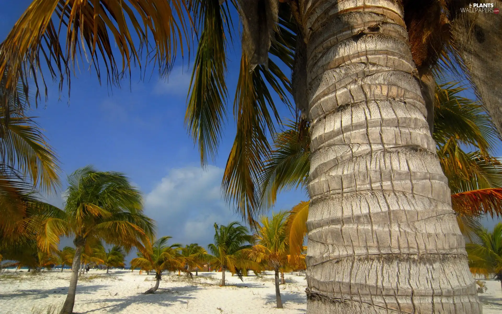 Sky, Palms, Sand