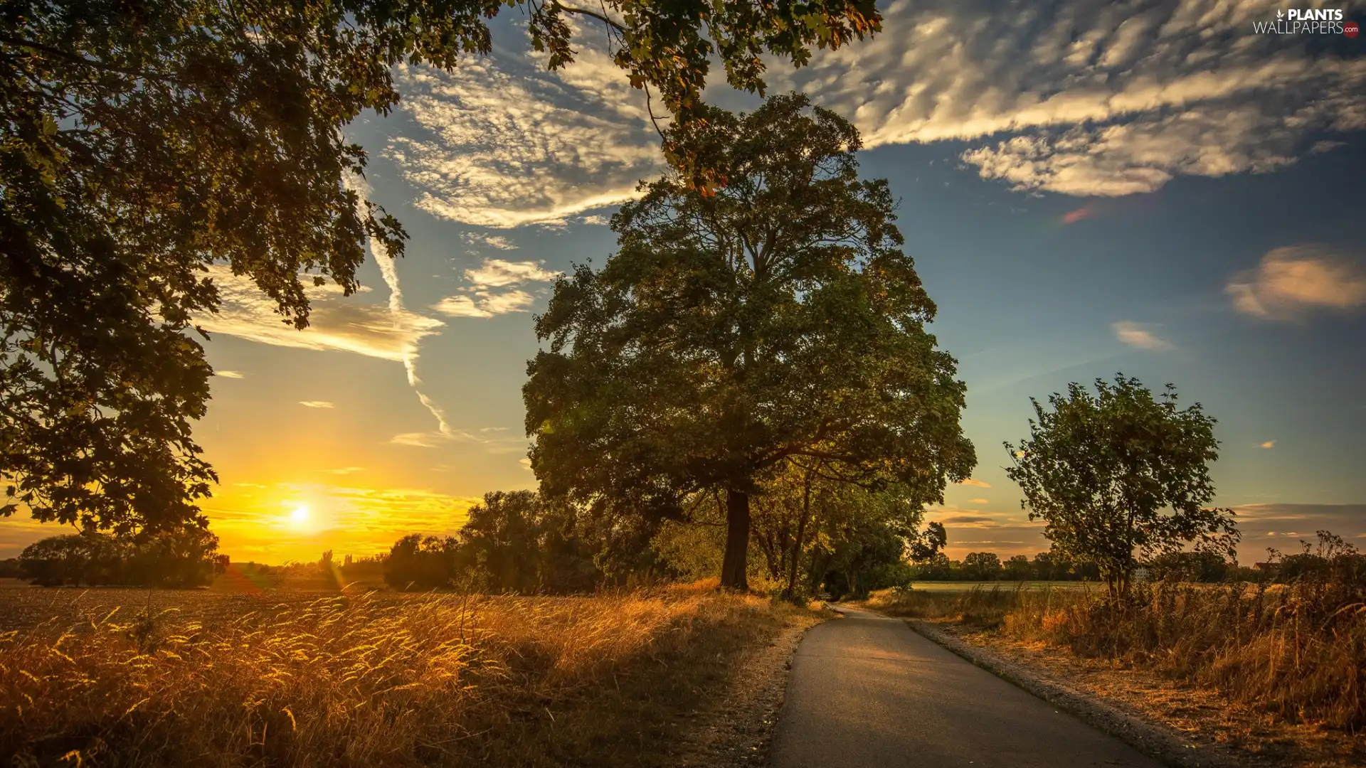 viewes, Great Sunsets, Sky, clouds, Way, trees