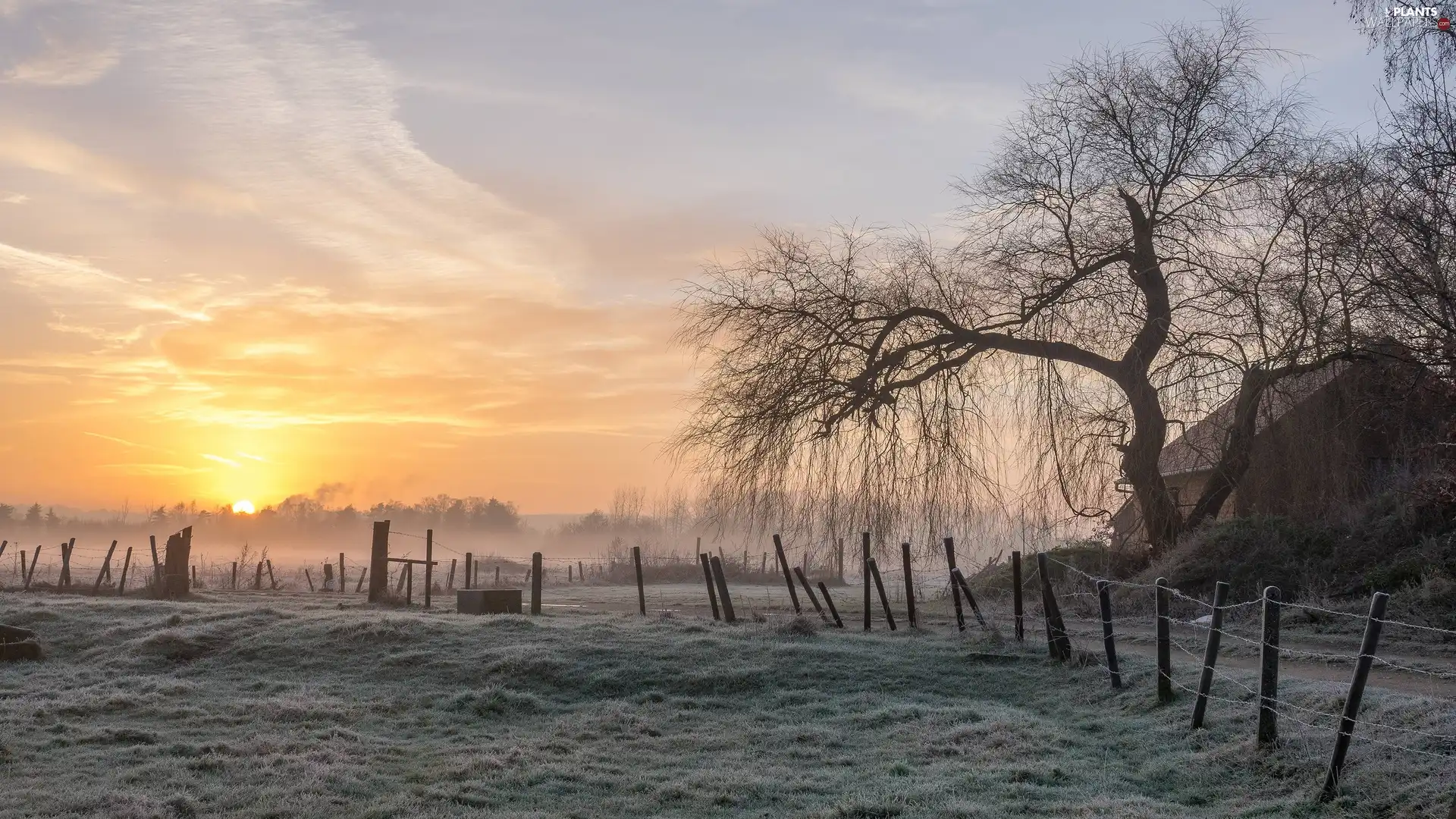 Sky, Field, grass, Fog, Fance, Sunrise, trees, dawn, house