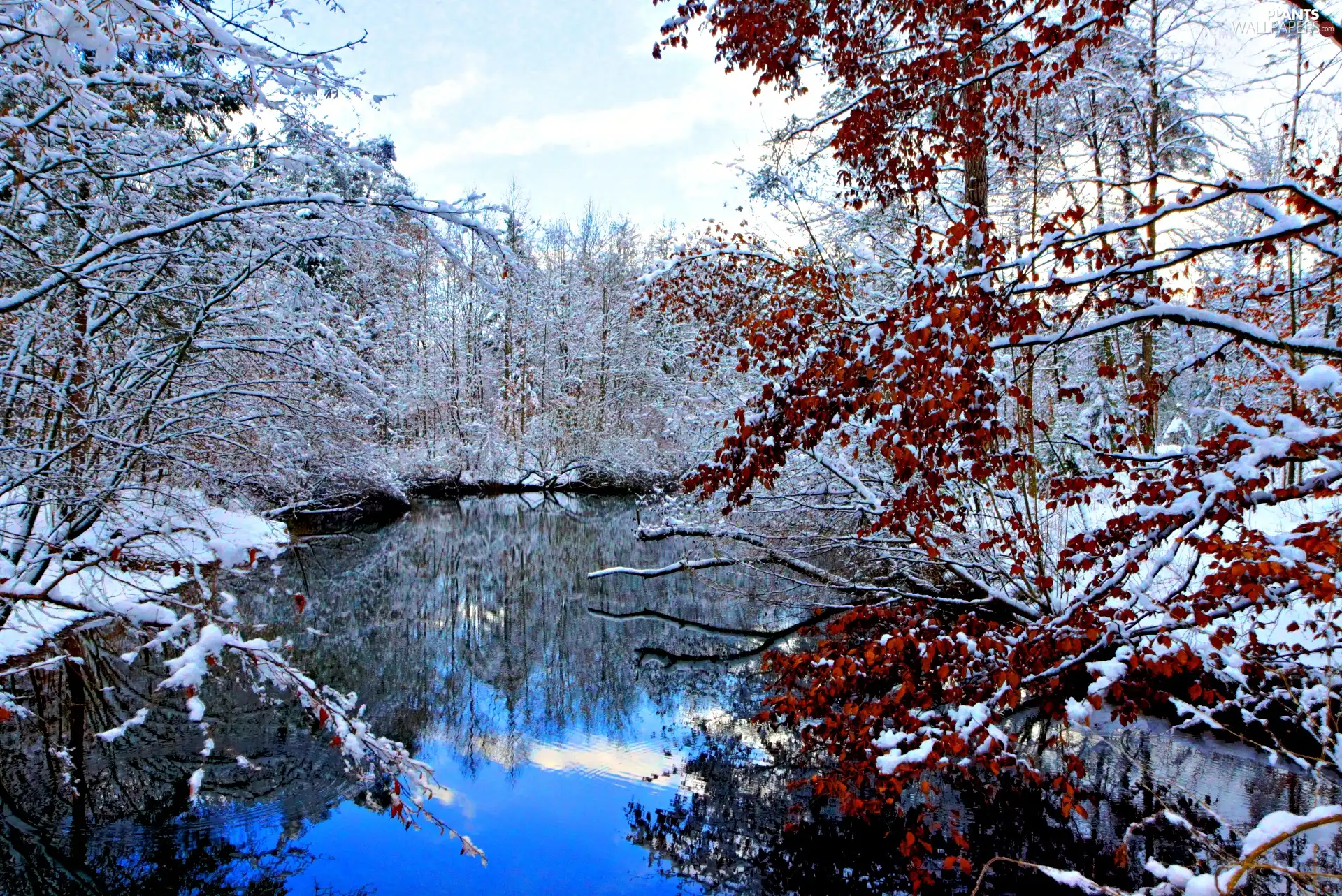 trees, lake, snow, viewes