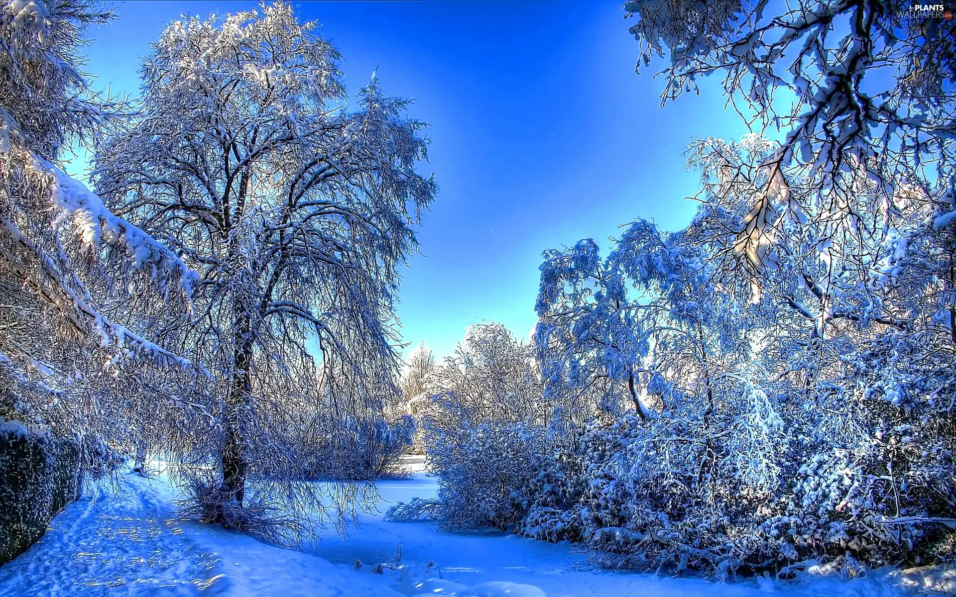 snow, trees, viewes