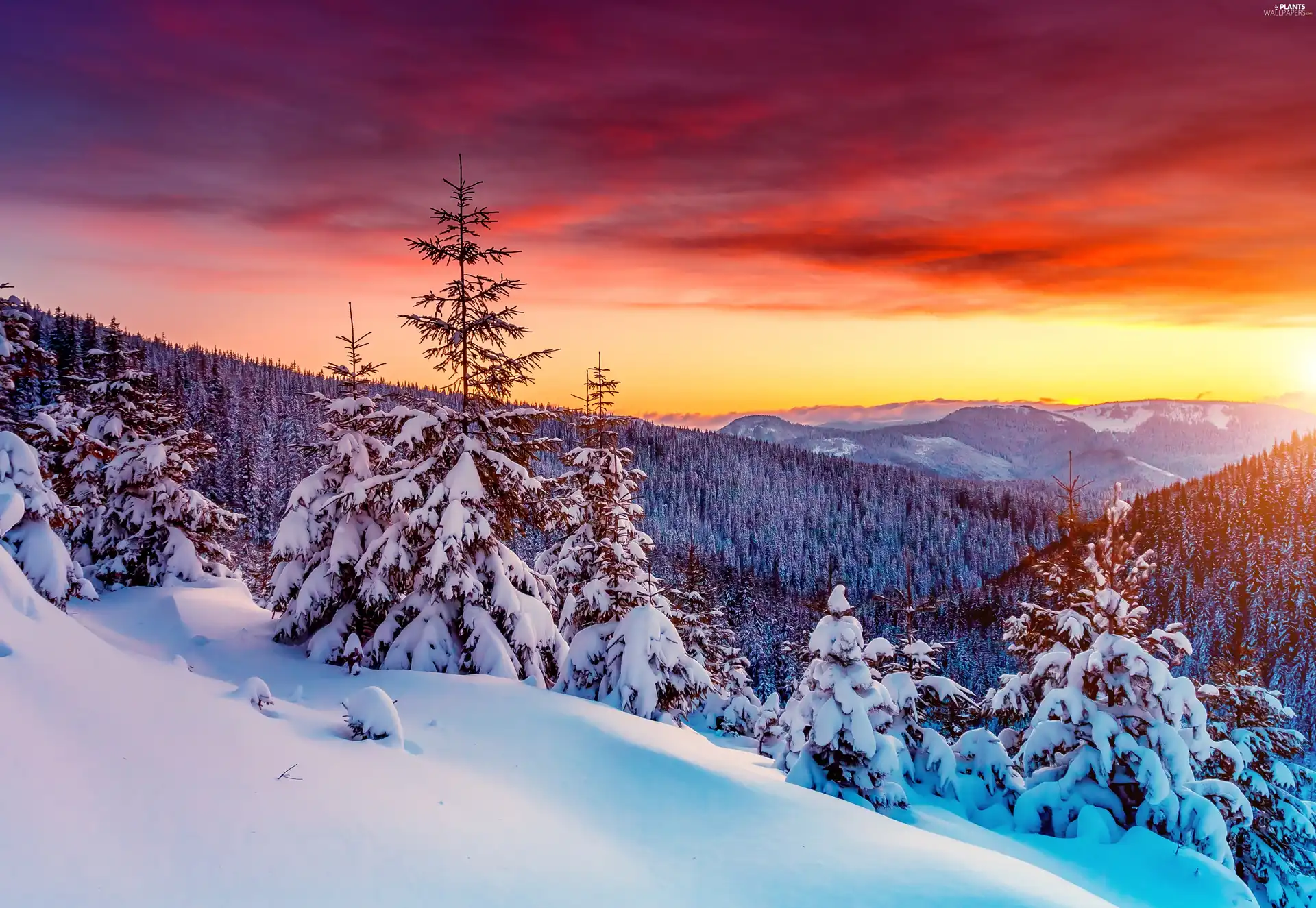 west, winter, Snowy, Spruces, sun, Mountains