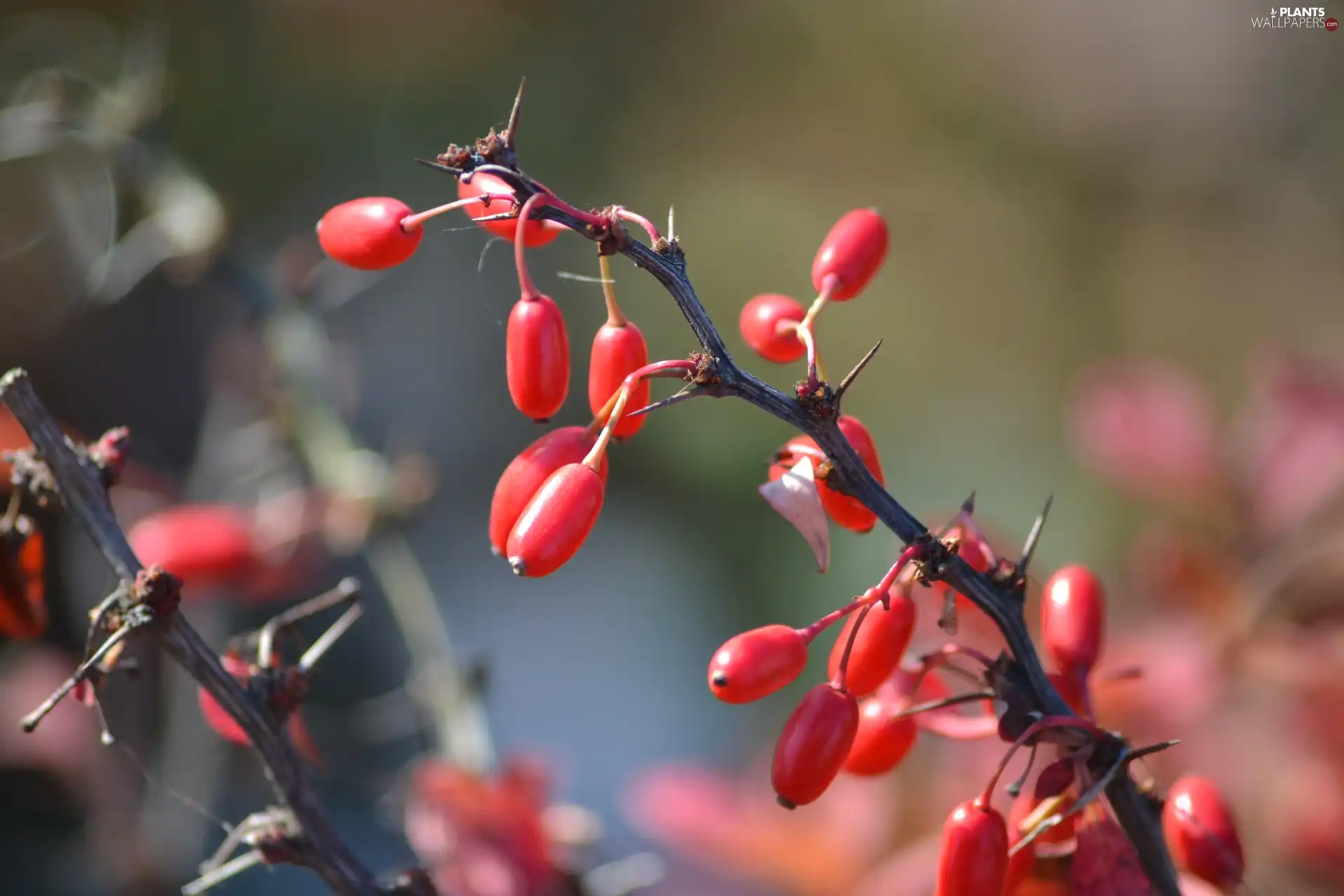 twig, Fruitbodies, Spikes, barberry