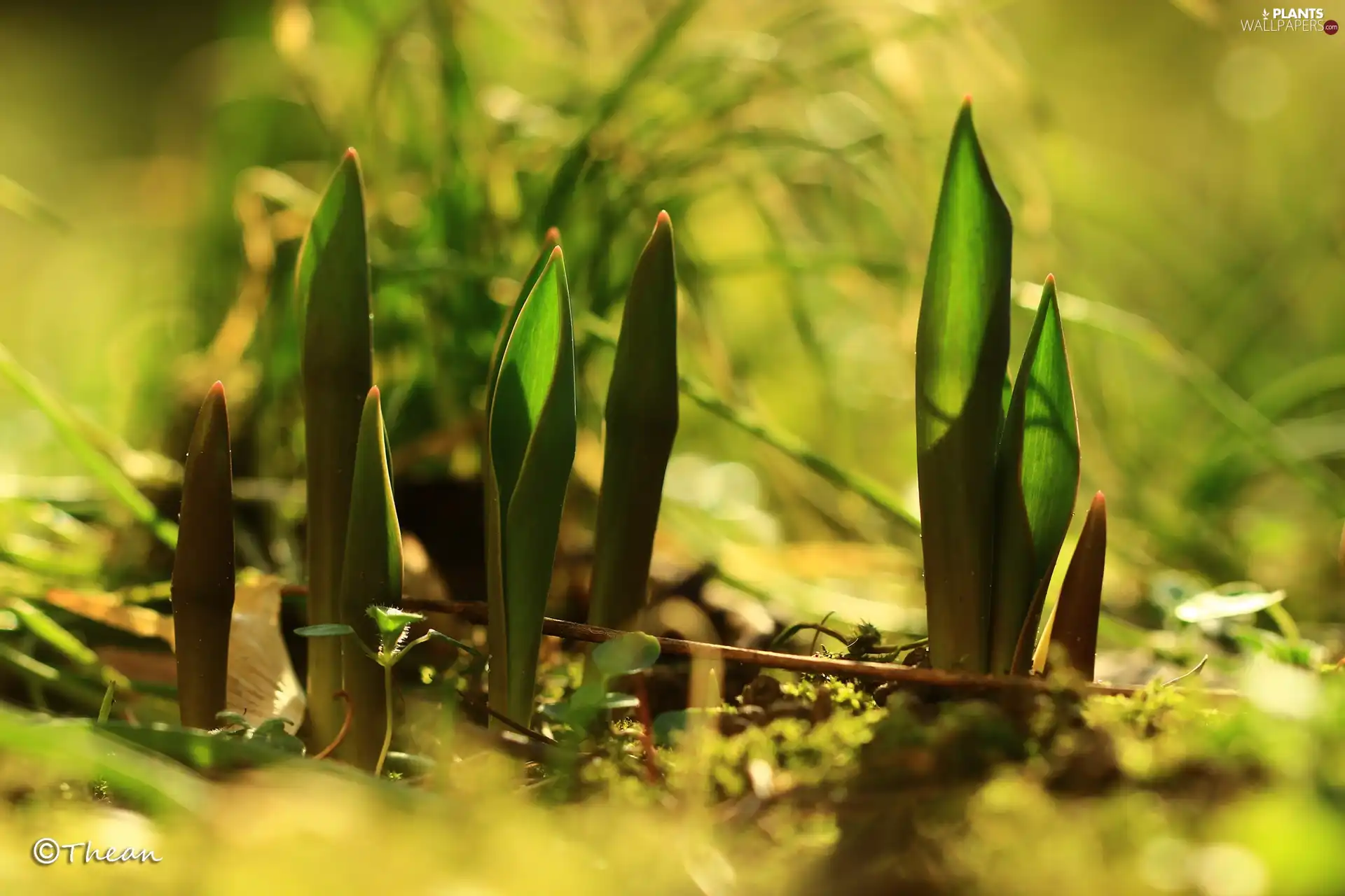 young, tulips, Spring, Leaf