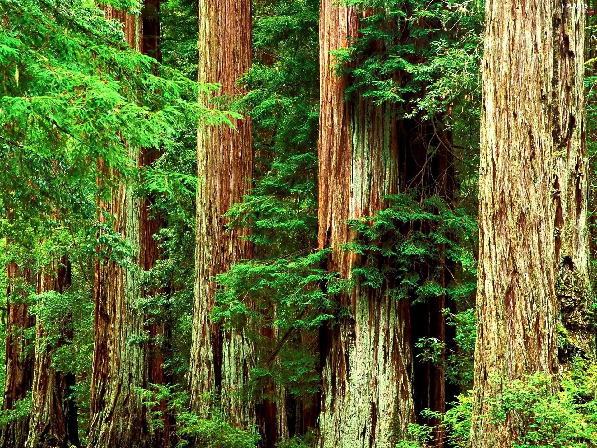 trees, Magnificent, Stems, viewes