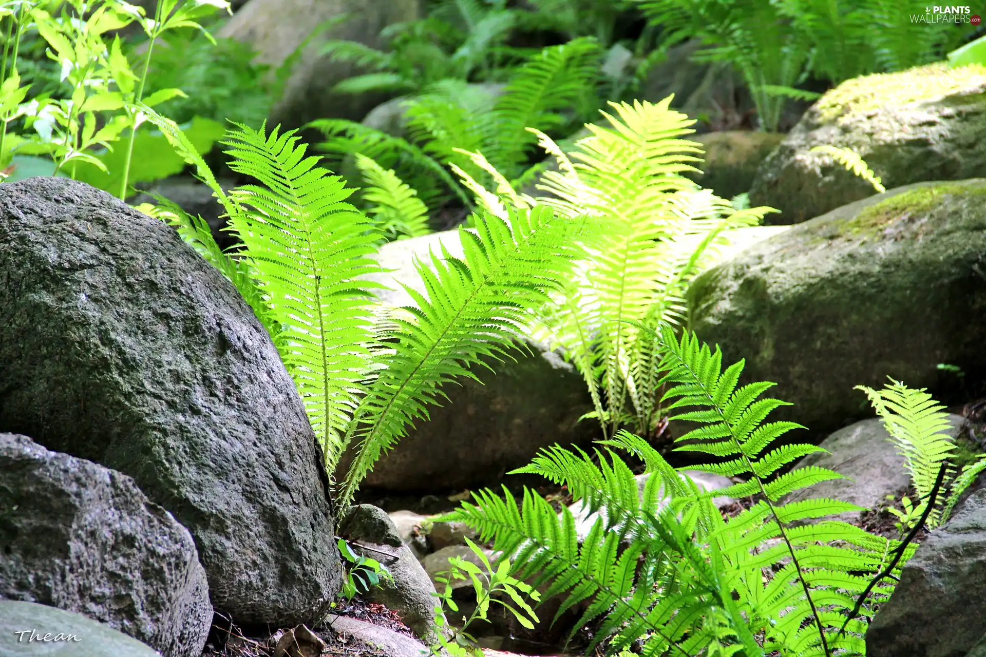 fern, Stones