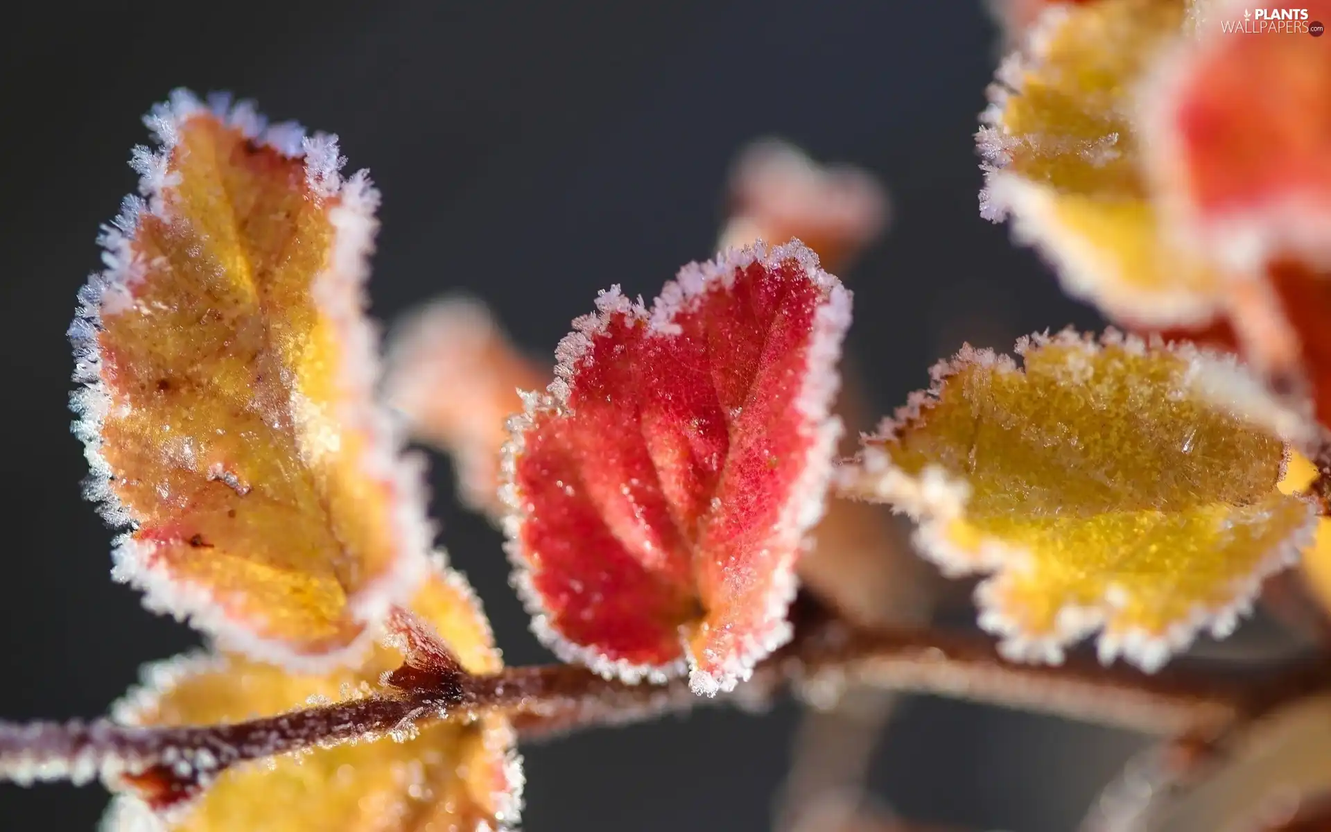 ligh, frosty, flash, Leaf, branch, sun, luminosity