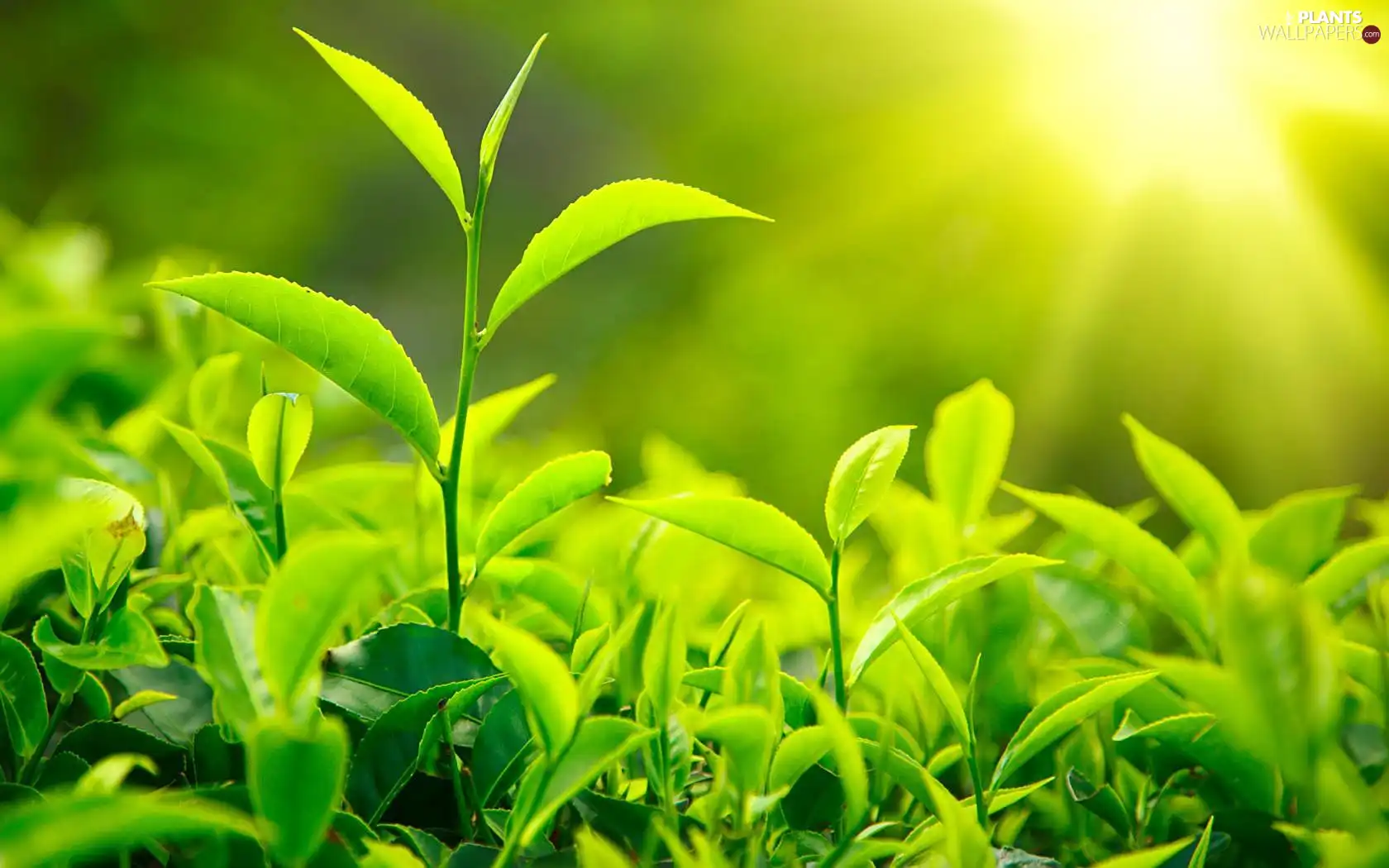 green ones, rays, sun, plants