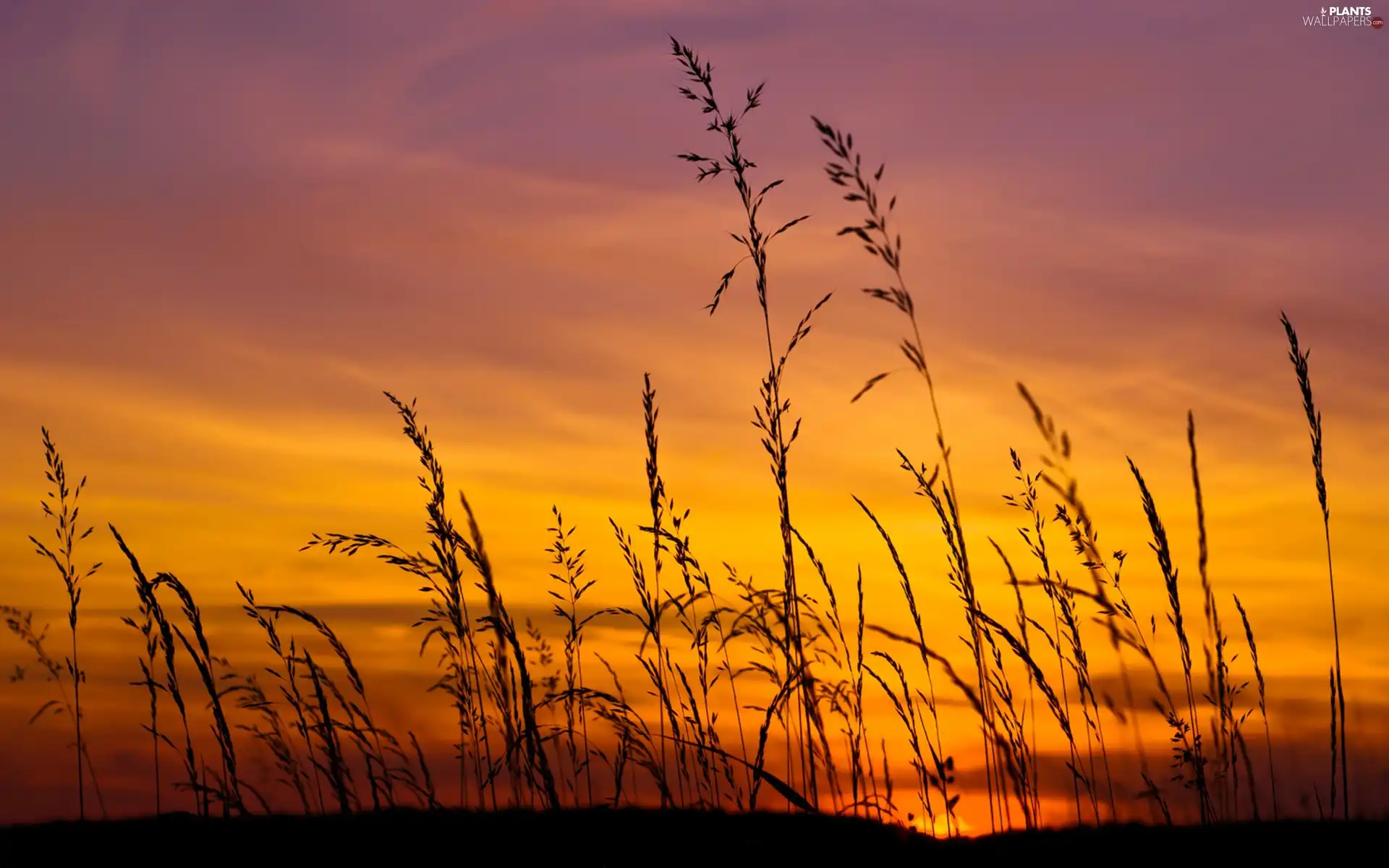 sun, grass, west