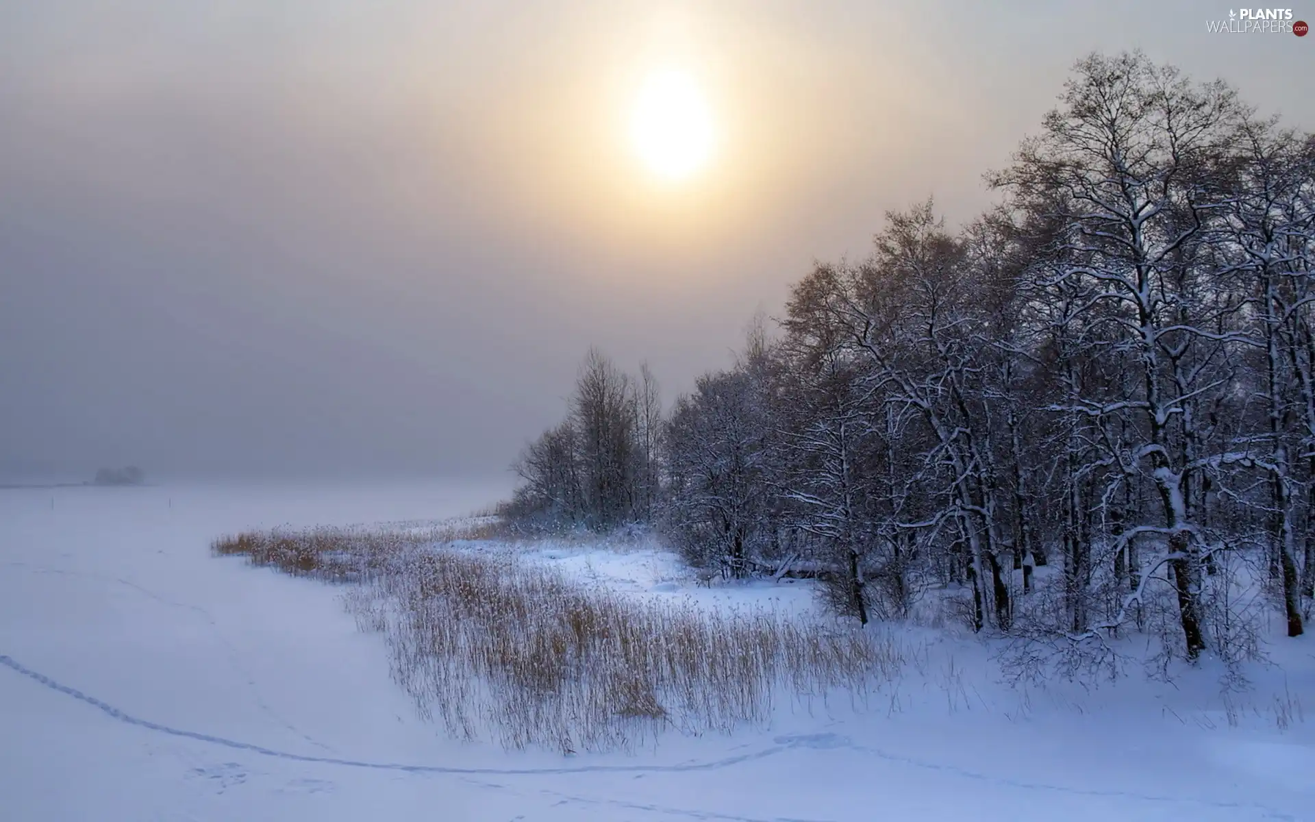 viewes, field, sun, winter, west, trees