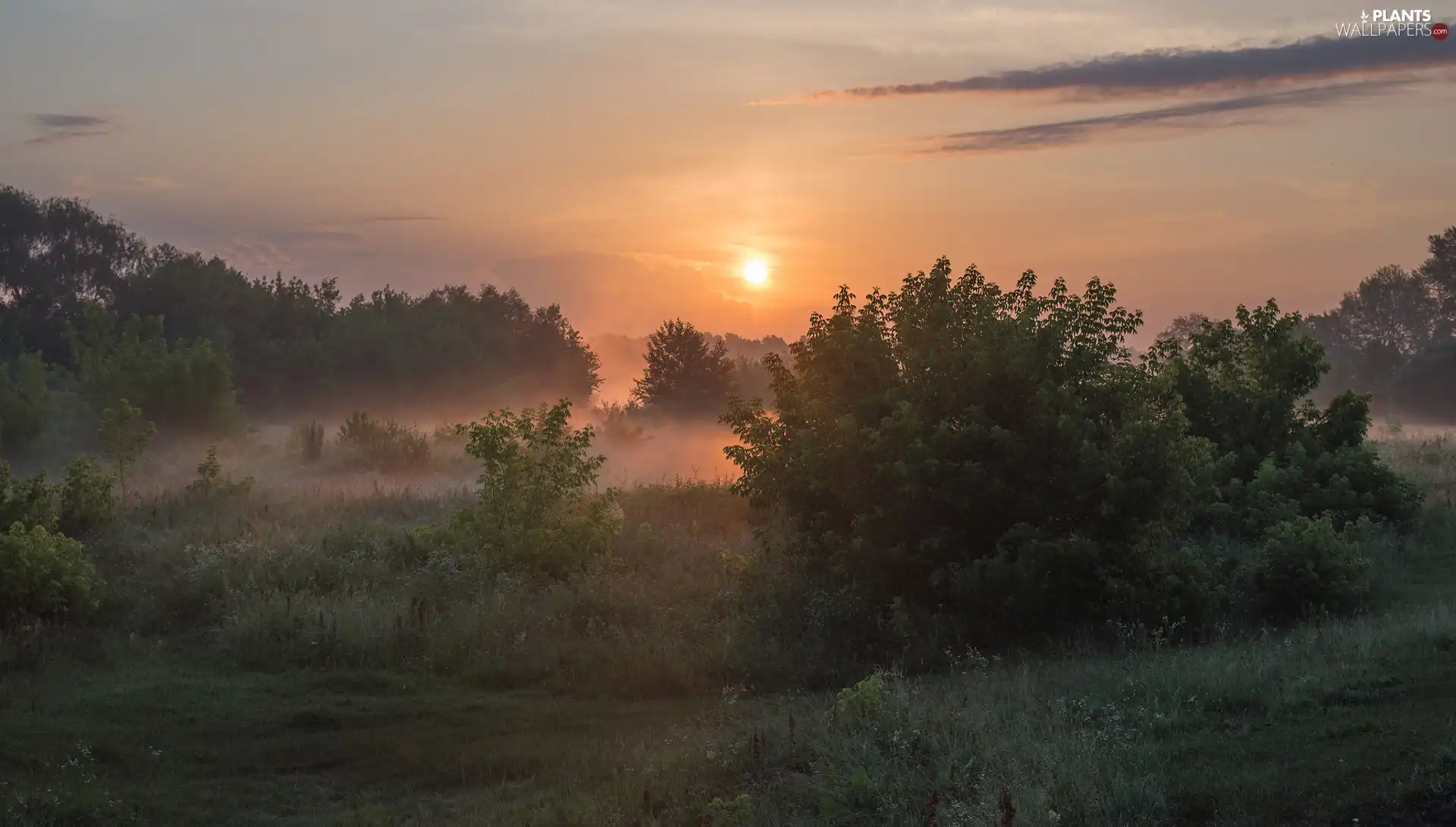 viewes, Meadow, Fog, Sunrise, Bush, trees