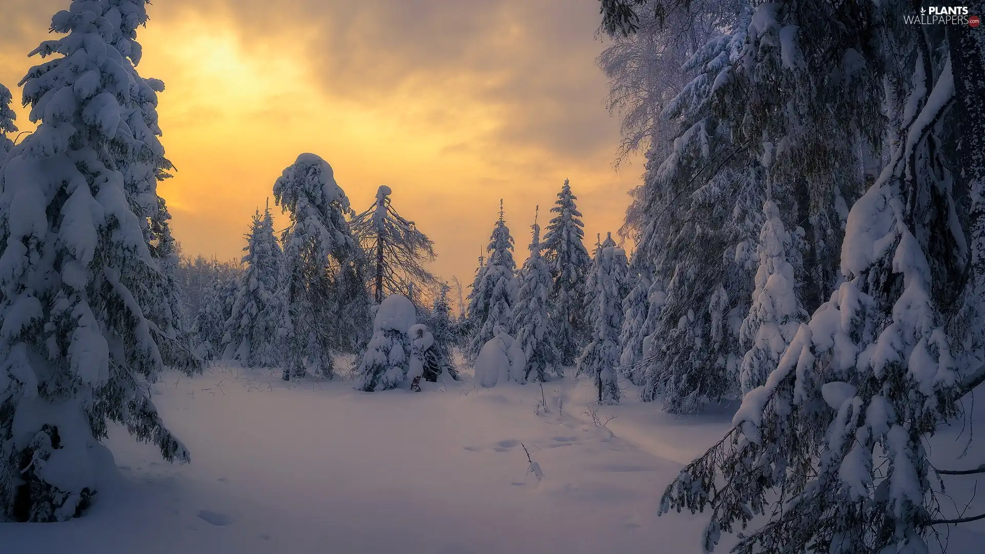 snow, Sunrise, trees, viewes, forest