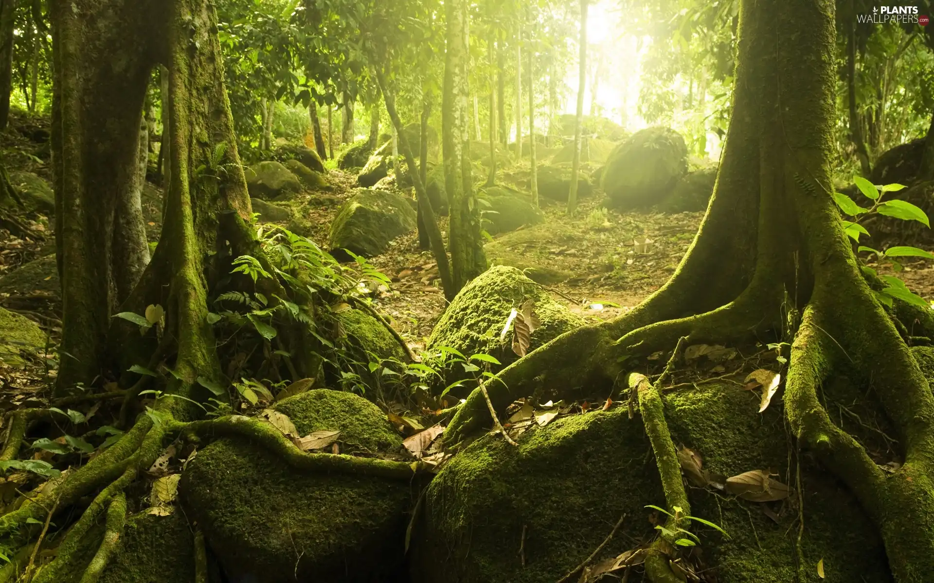 The clear, sun, roots, Stones, branches