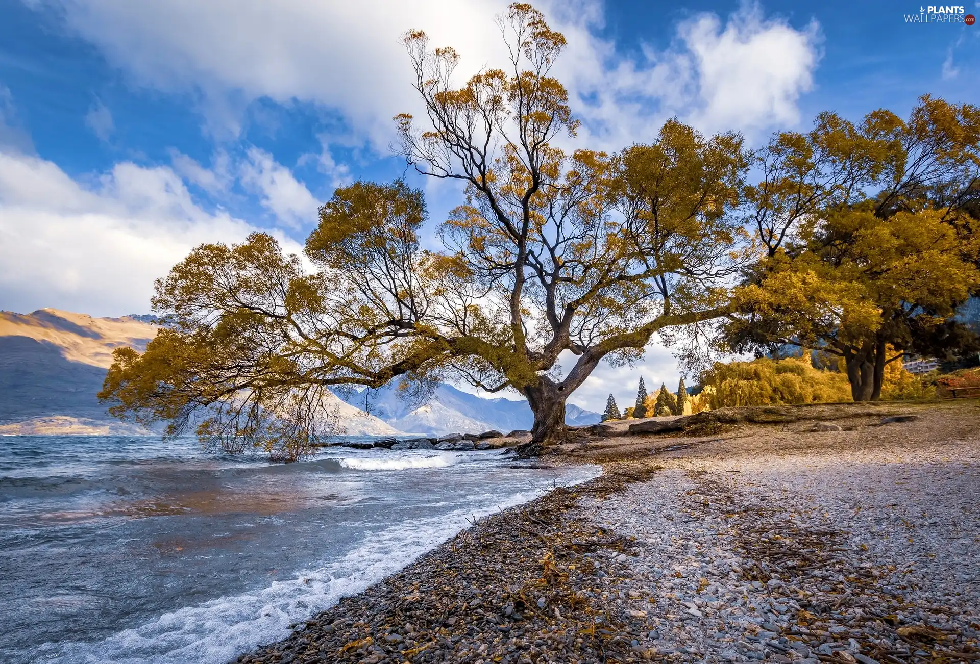 coast, autumn, trees, The Hills, spreading, sea