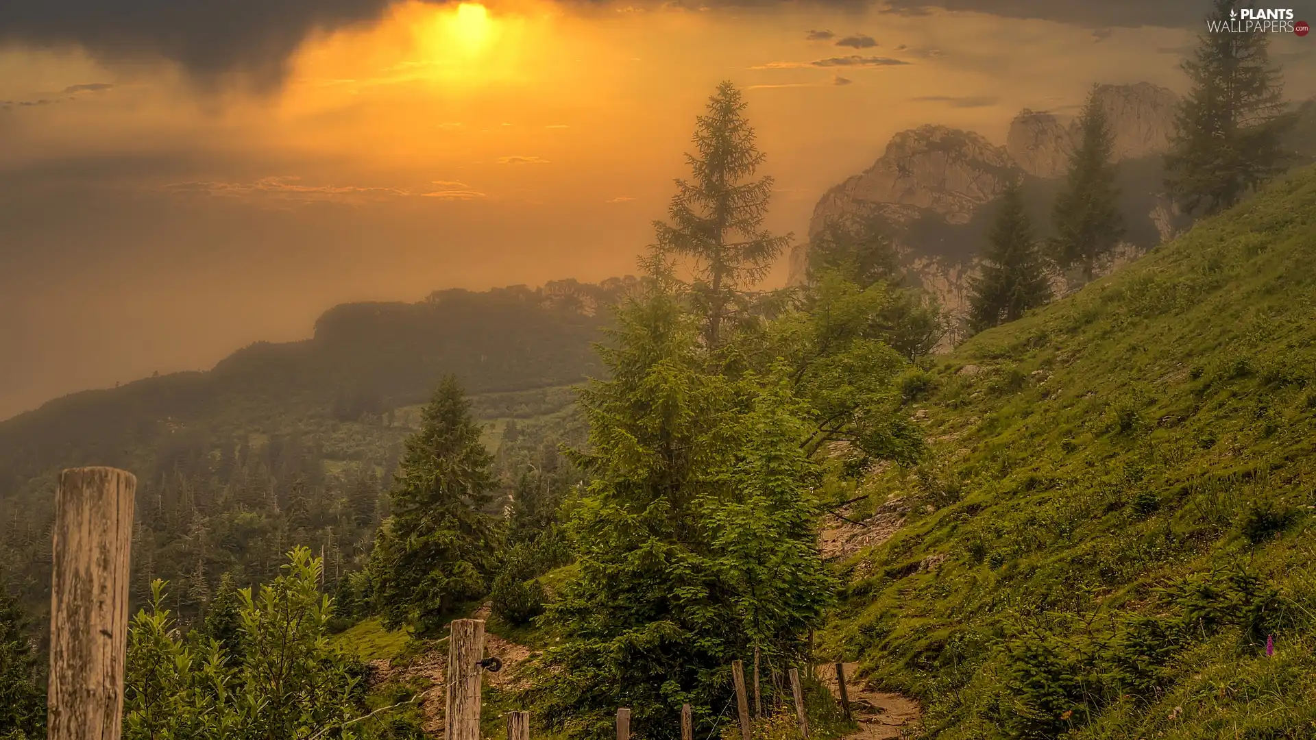 viewes, Bush, Sunrise, Way, Fog, trees, Mountains, trail