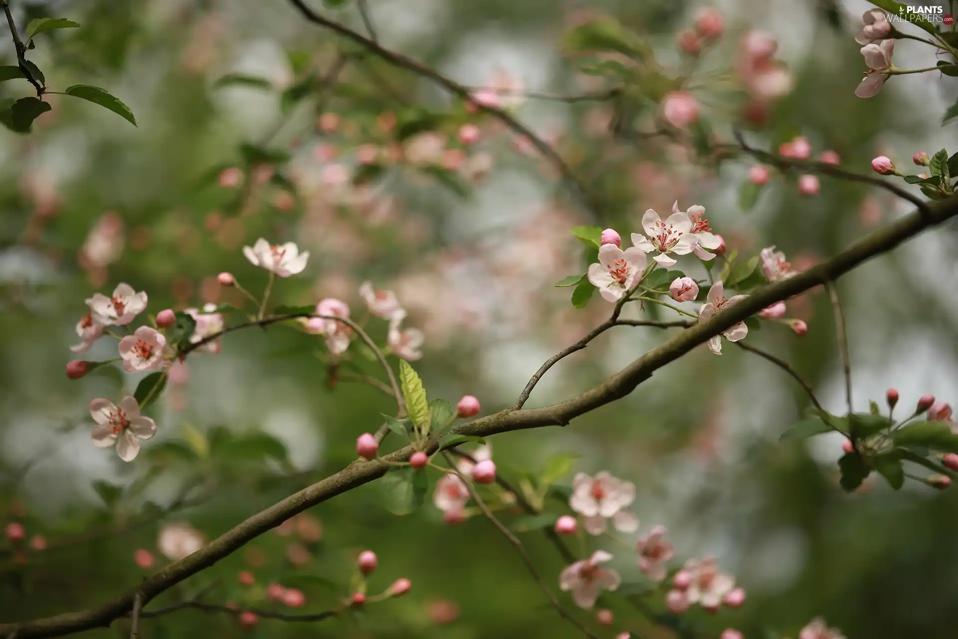 Fruit Tree, Pink, Flowers, Twigs