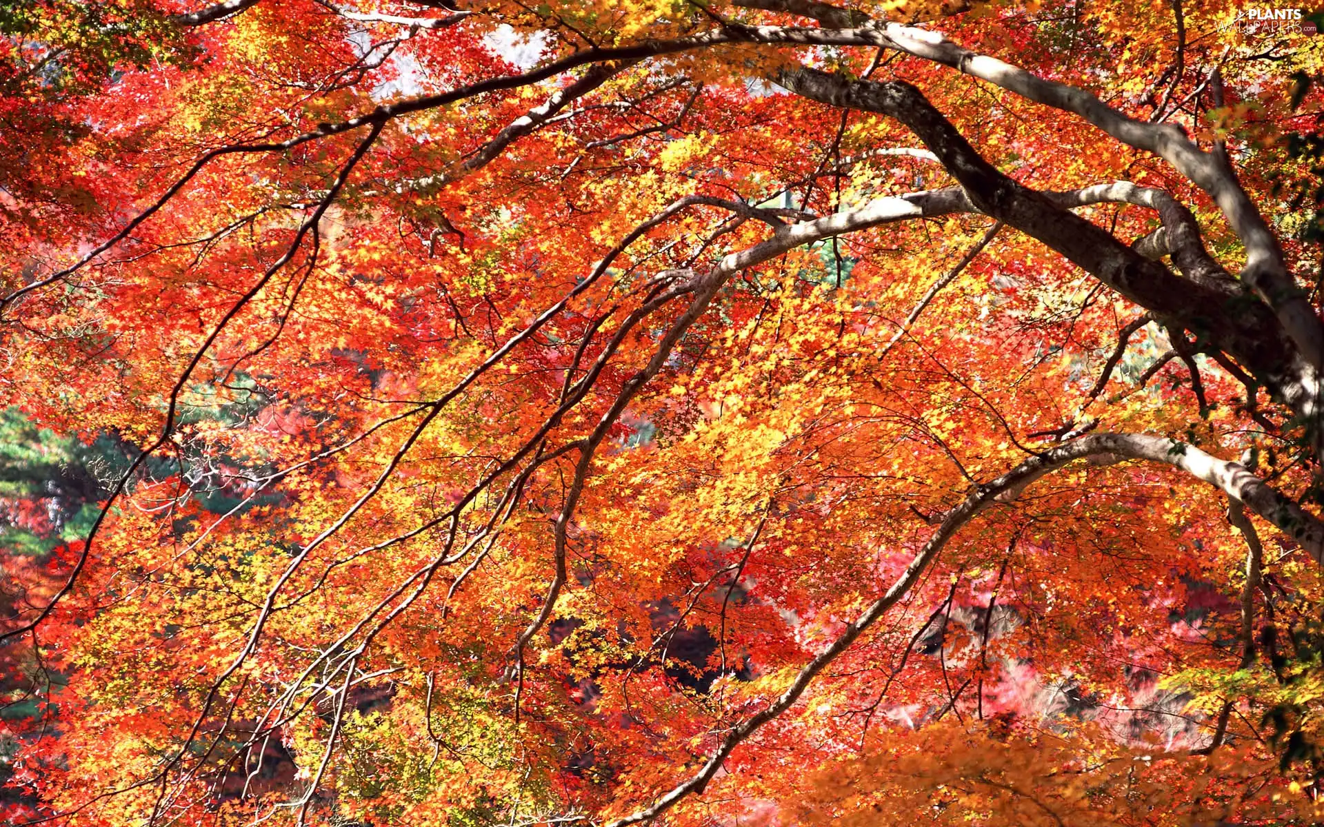 trees, Orange, Autumn