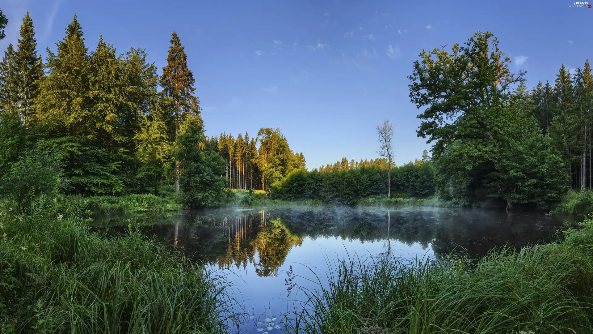 viewes, grass, forest, trees, Pond - car