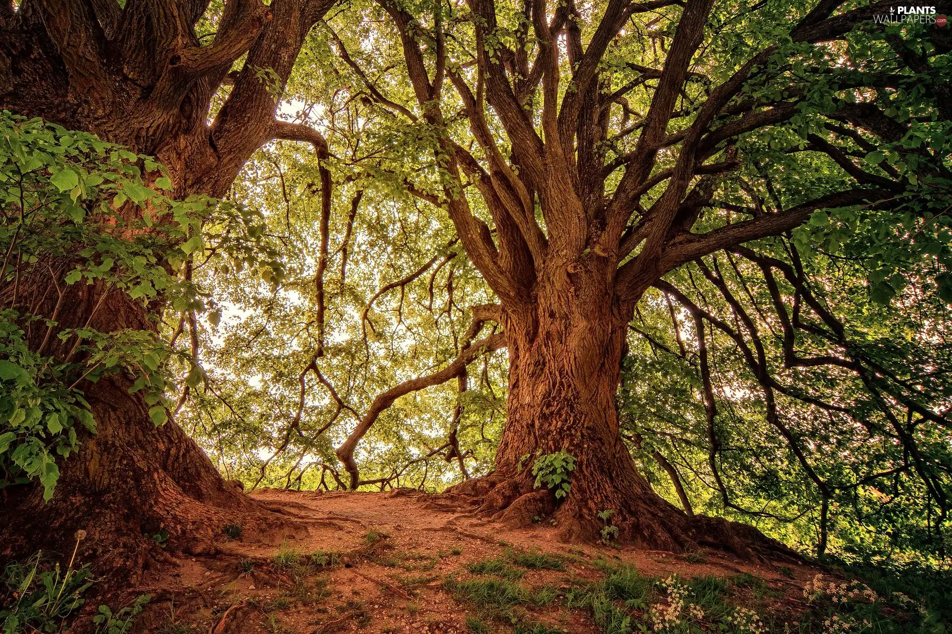 Hill, viewes, forest, trees