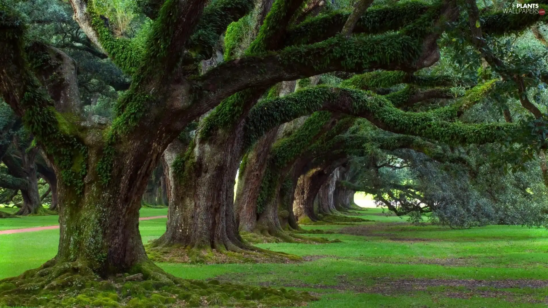 viewes, in aged, trees