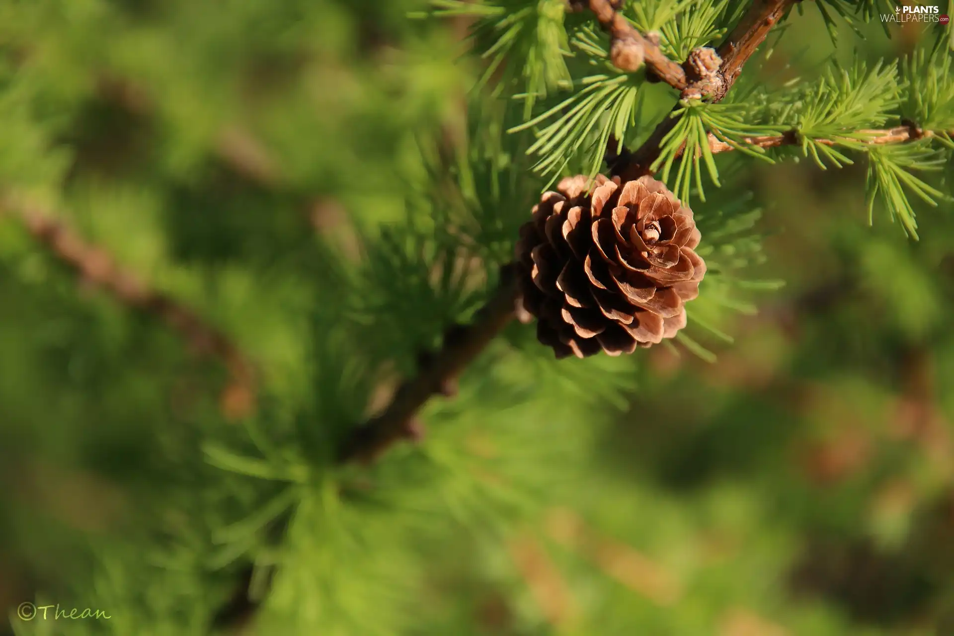 trees, cone, larch