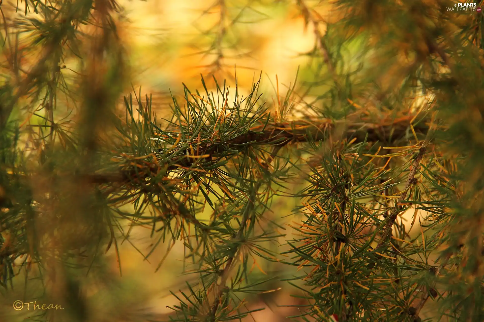 larch, trees