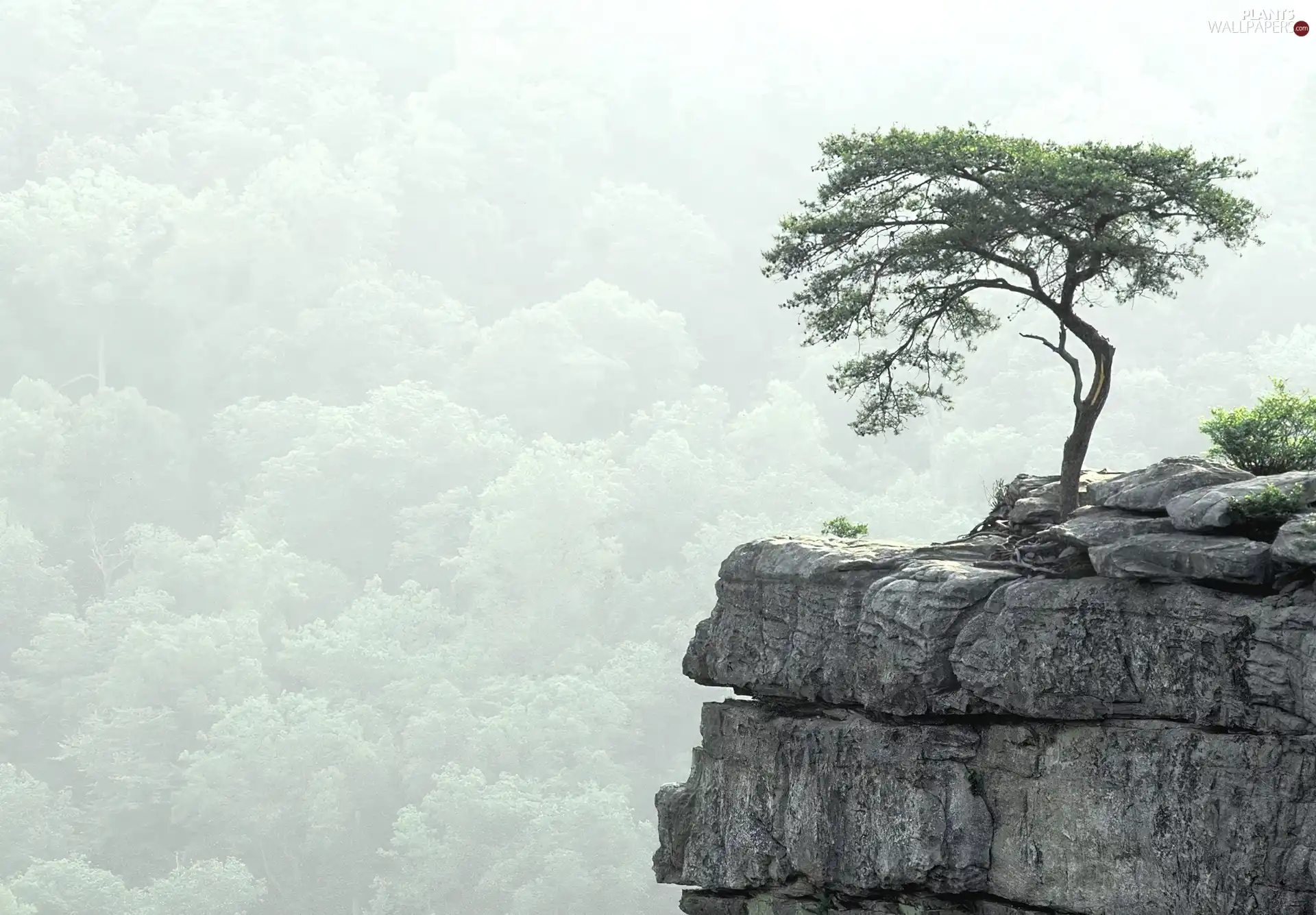 Rocks, trees