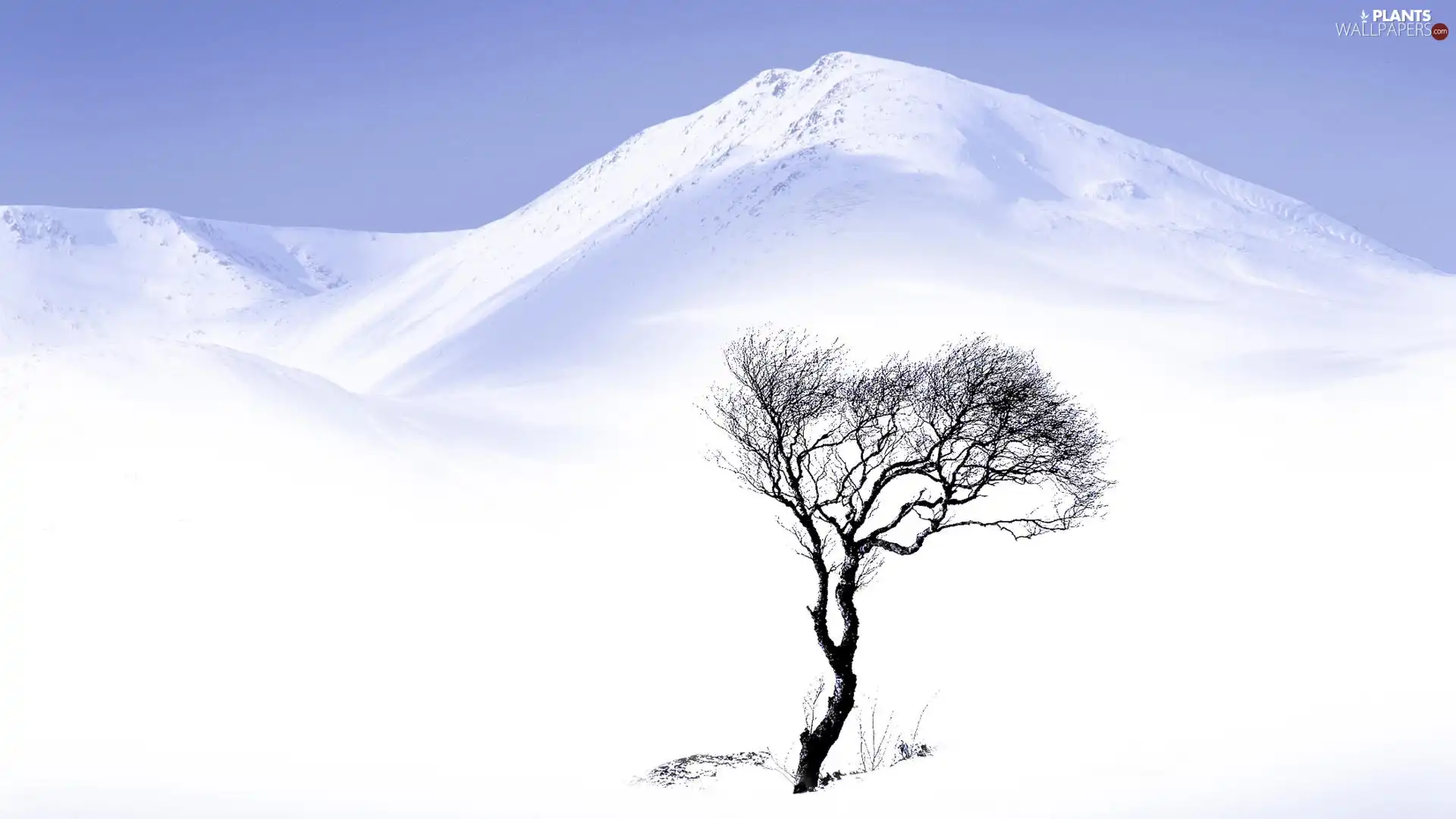 snow, Frost, trees, drifts