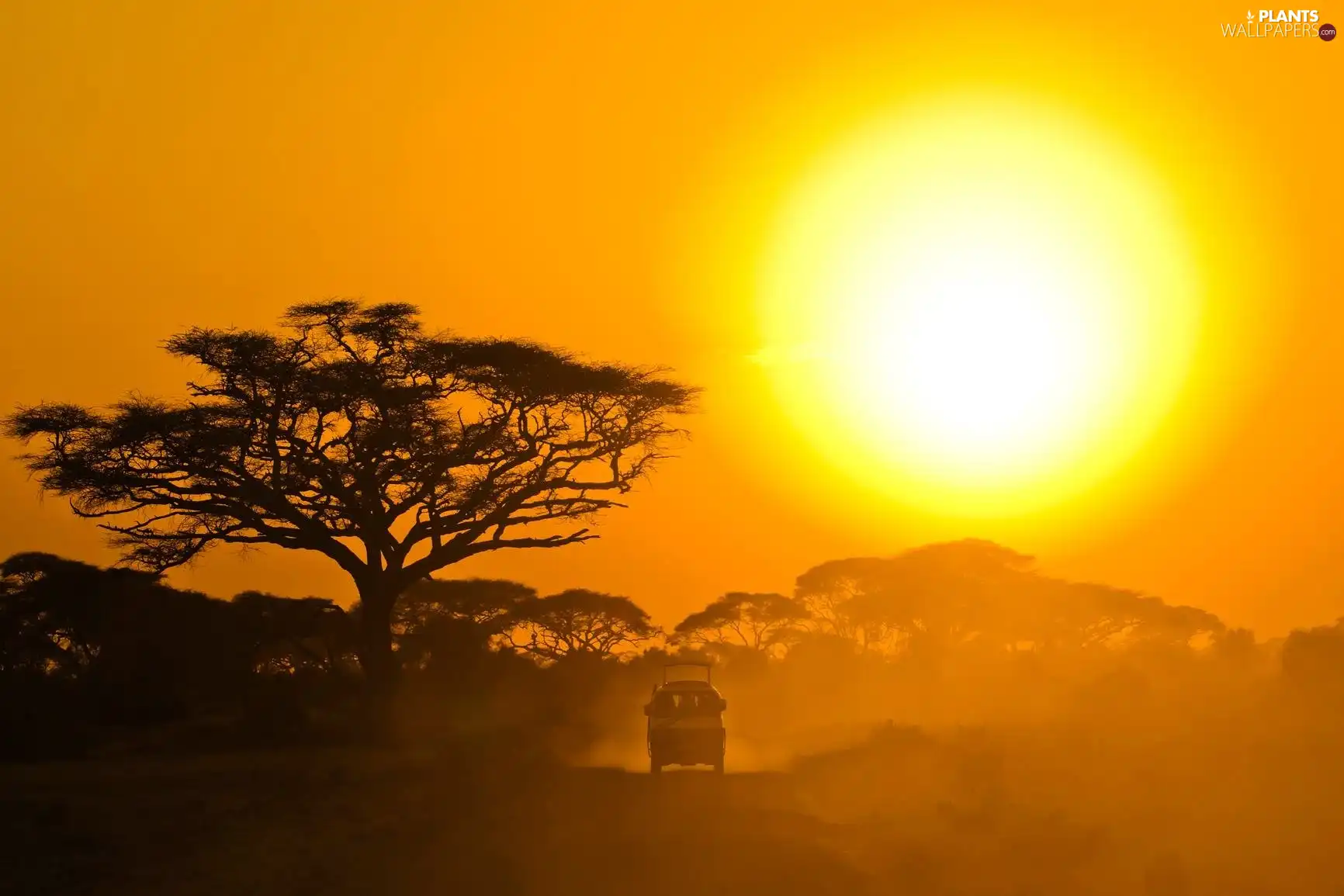 trees, Safari, sun