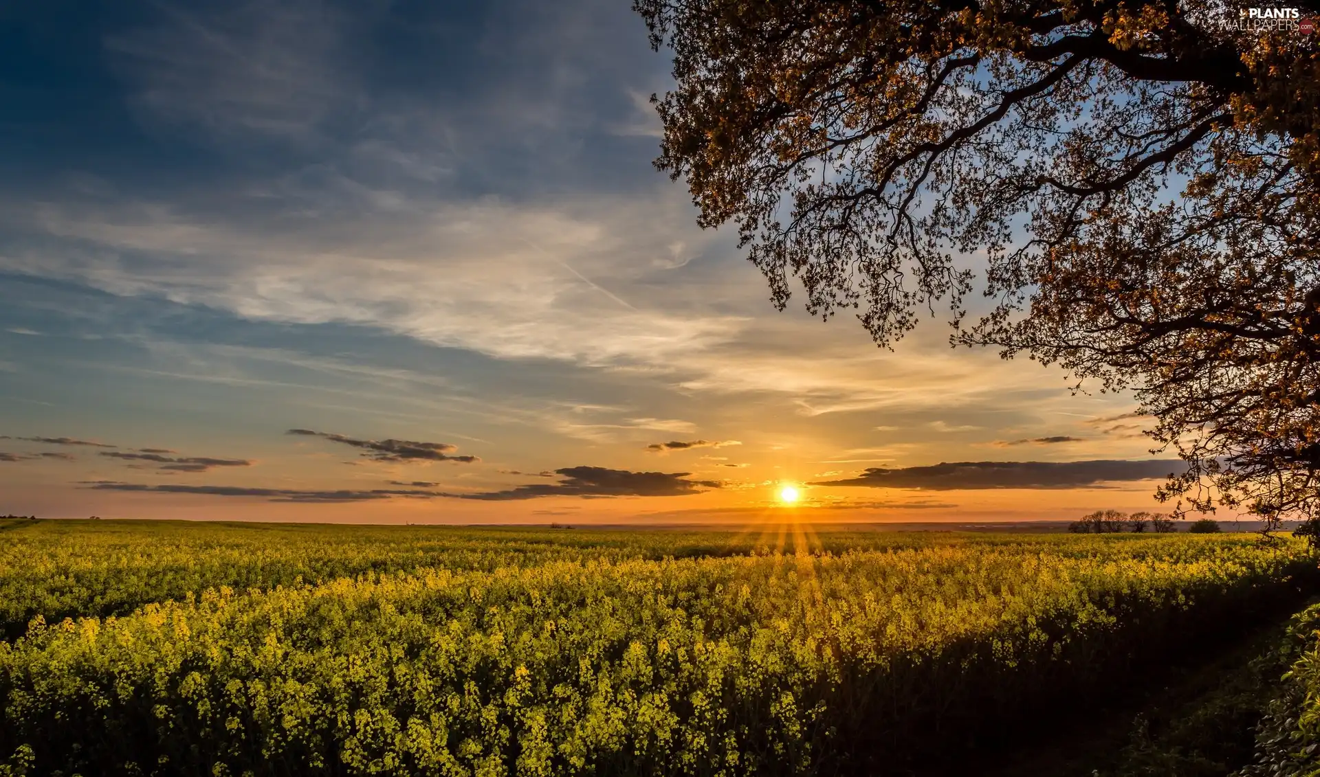 trees, Great Sunsets, rape, Path, Field